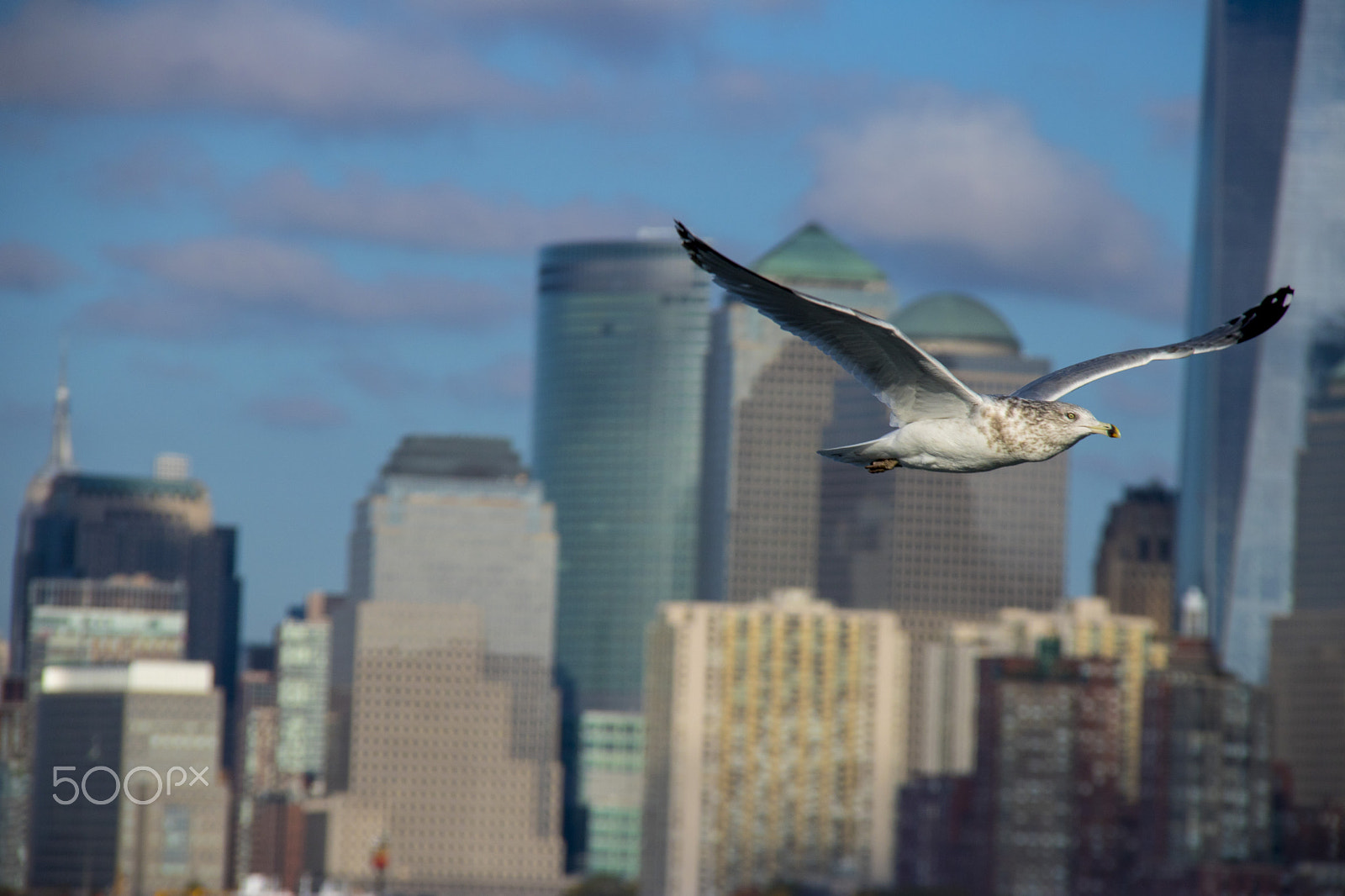 Canon EOS 760D (EOS Rebel T6s / EOS 8000D) sample photo. Seagull over new york bay photography