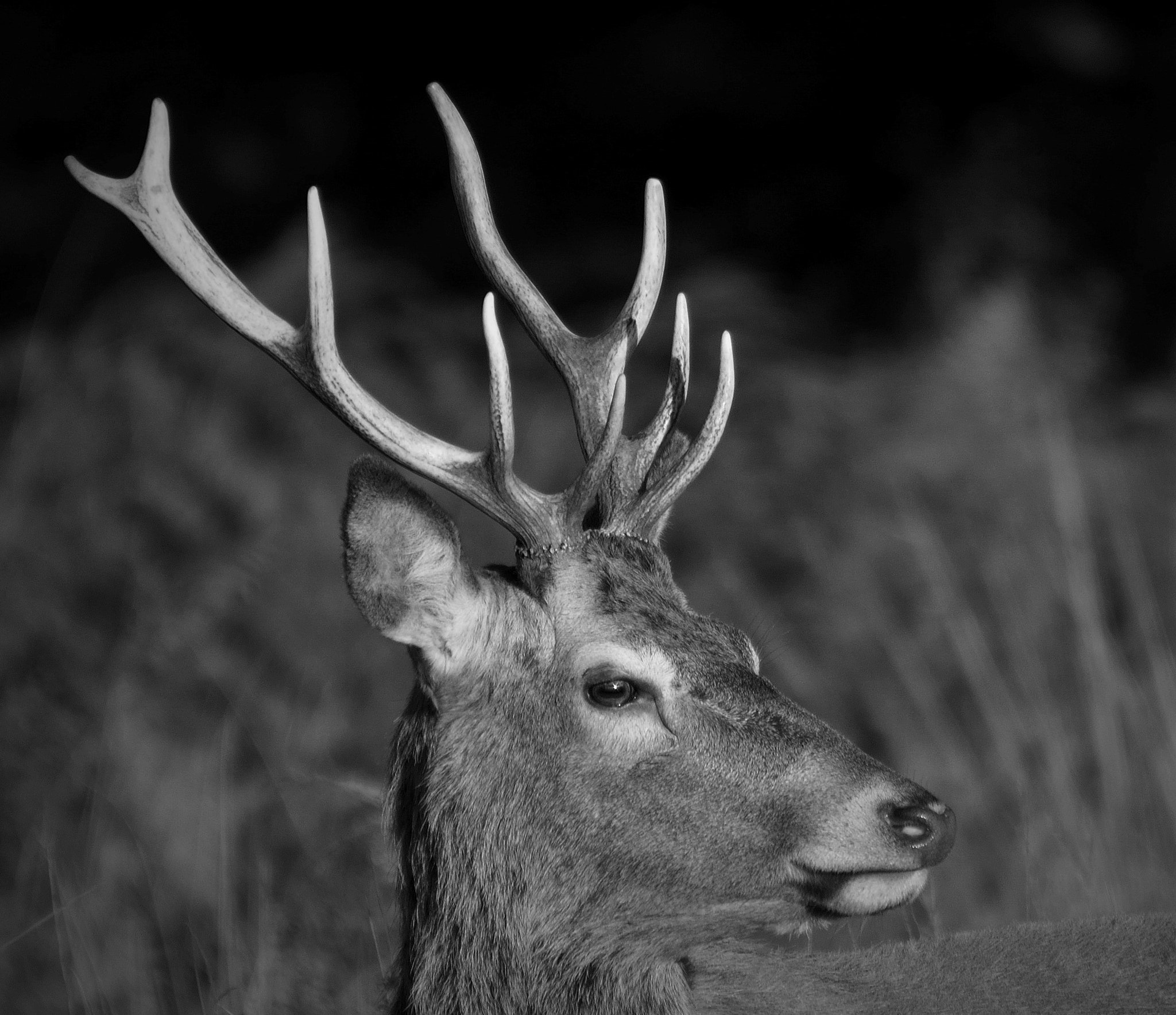 Sigma 120-400mm F4.5-5.6 DG OS HSM sample photo. B&w portrait of a young red deer stag photography