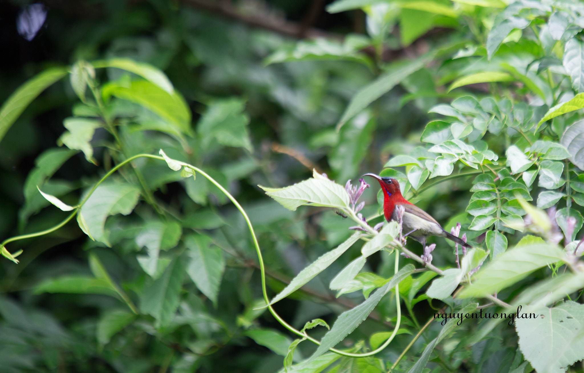 Canon EF 70-200mm F2.8L USM sample photo