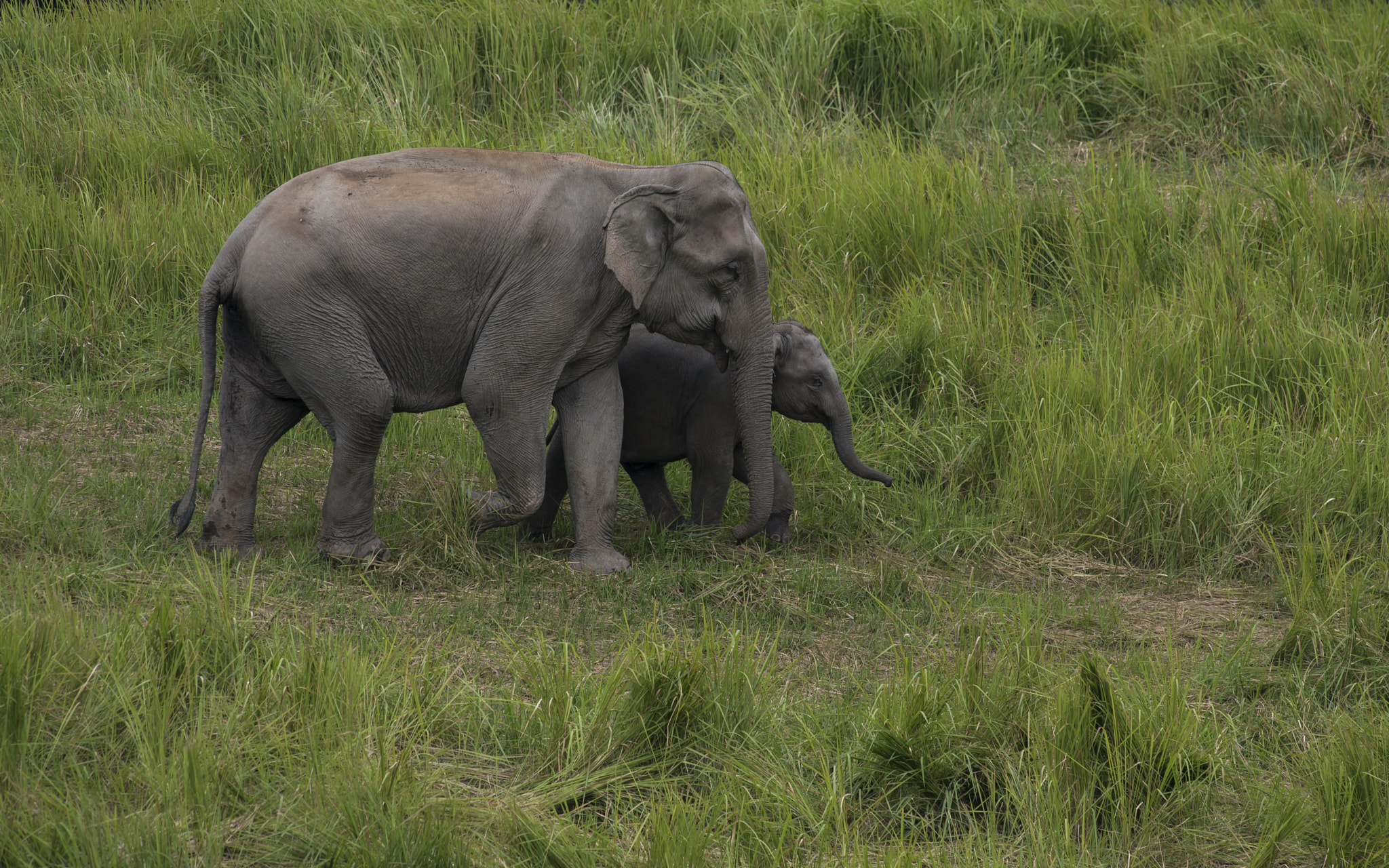 Nikon D610 + Nikon AF-S Nikkor 300mm F4D ED-IF sample photo. Asian wild elephant photography