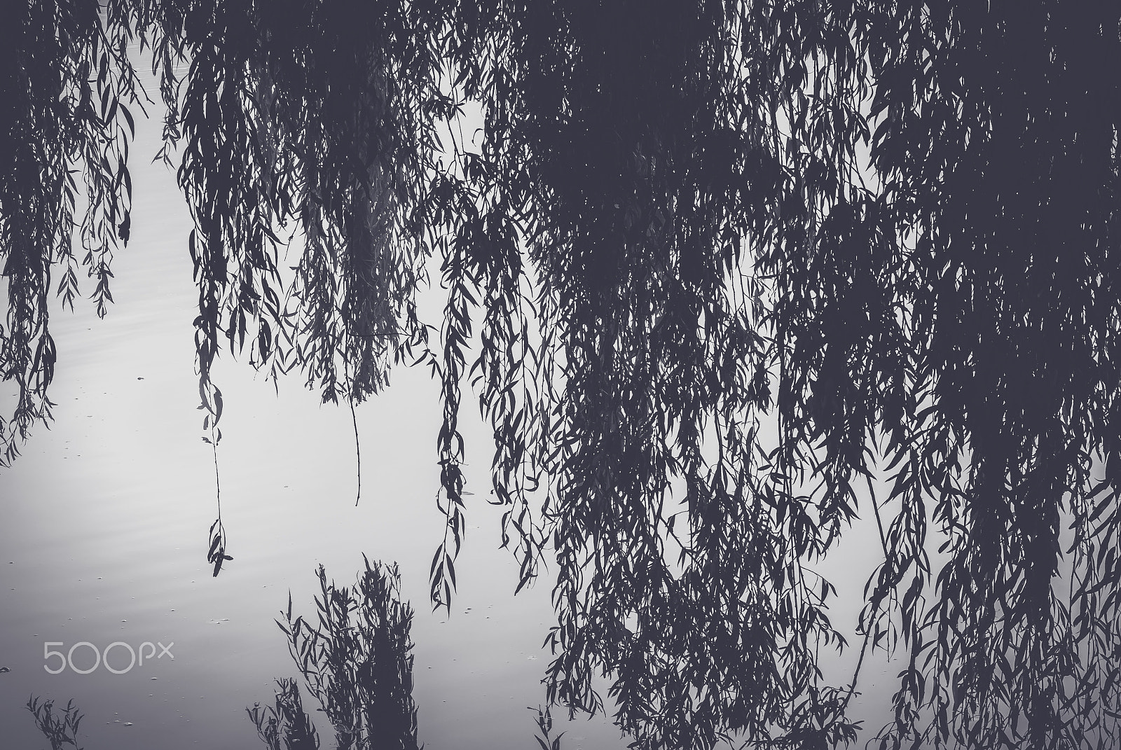 Sony Alpha DSLR-A200 sample photo. Reflections in the water with twigs and leaves photography