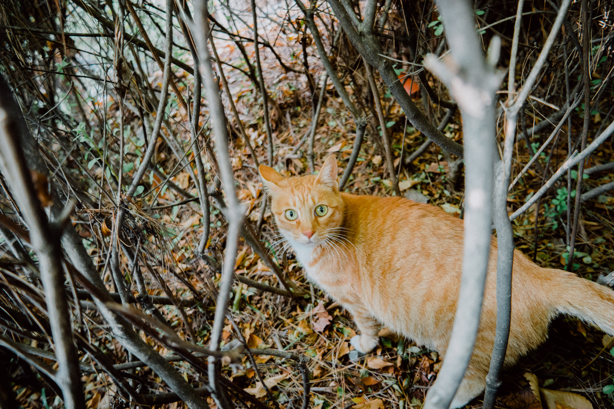 Samsung NX500 sample photo. \hi! photography