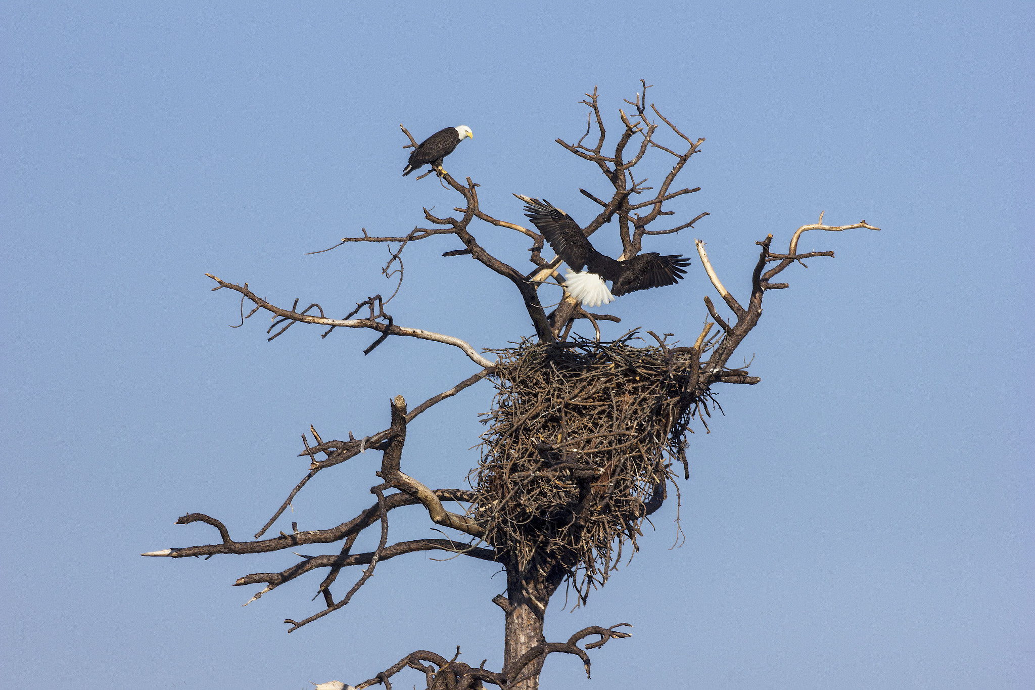 Canon EF 100-400mm F4.5-5.6L IS USM sample photo. Bald eagles photography