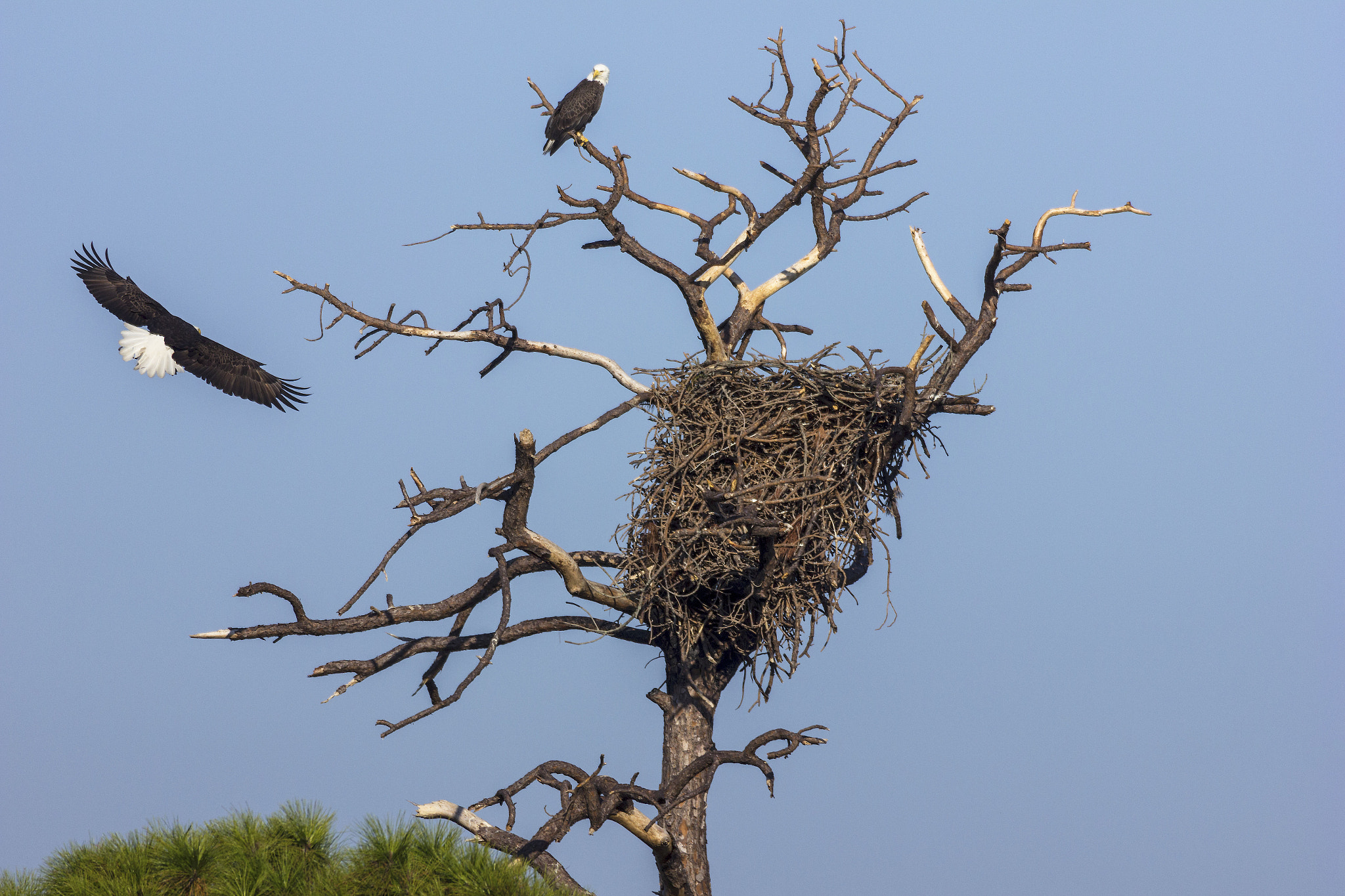 Canon EF 100-400mm F4.5-5.6L IS USM sample photo. Saint marks bald eagles photography