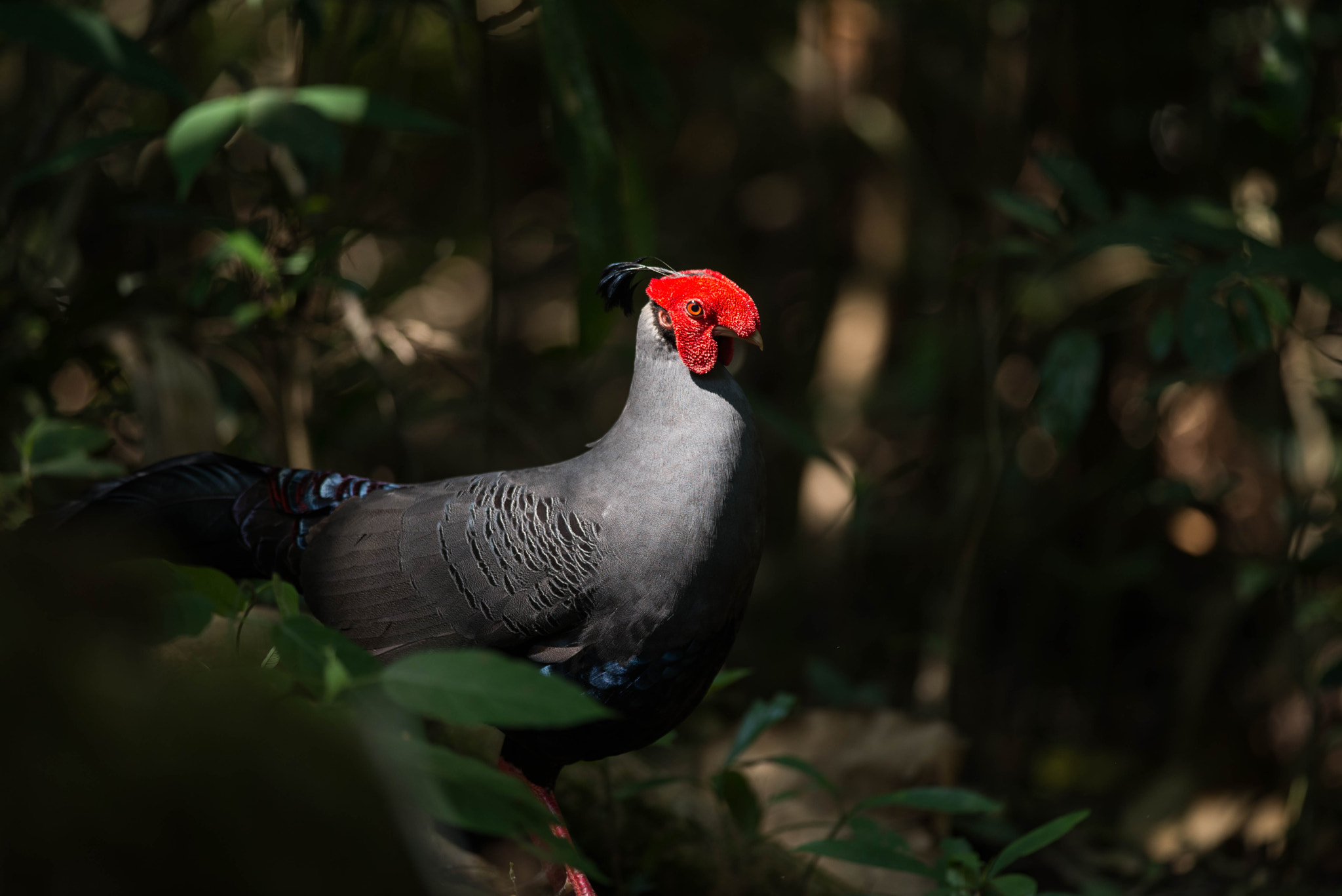 Nikon D610 + Nikon AF-S Nikkor 300mm F4D ED-IF sample photo. Siamese fireback photography