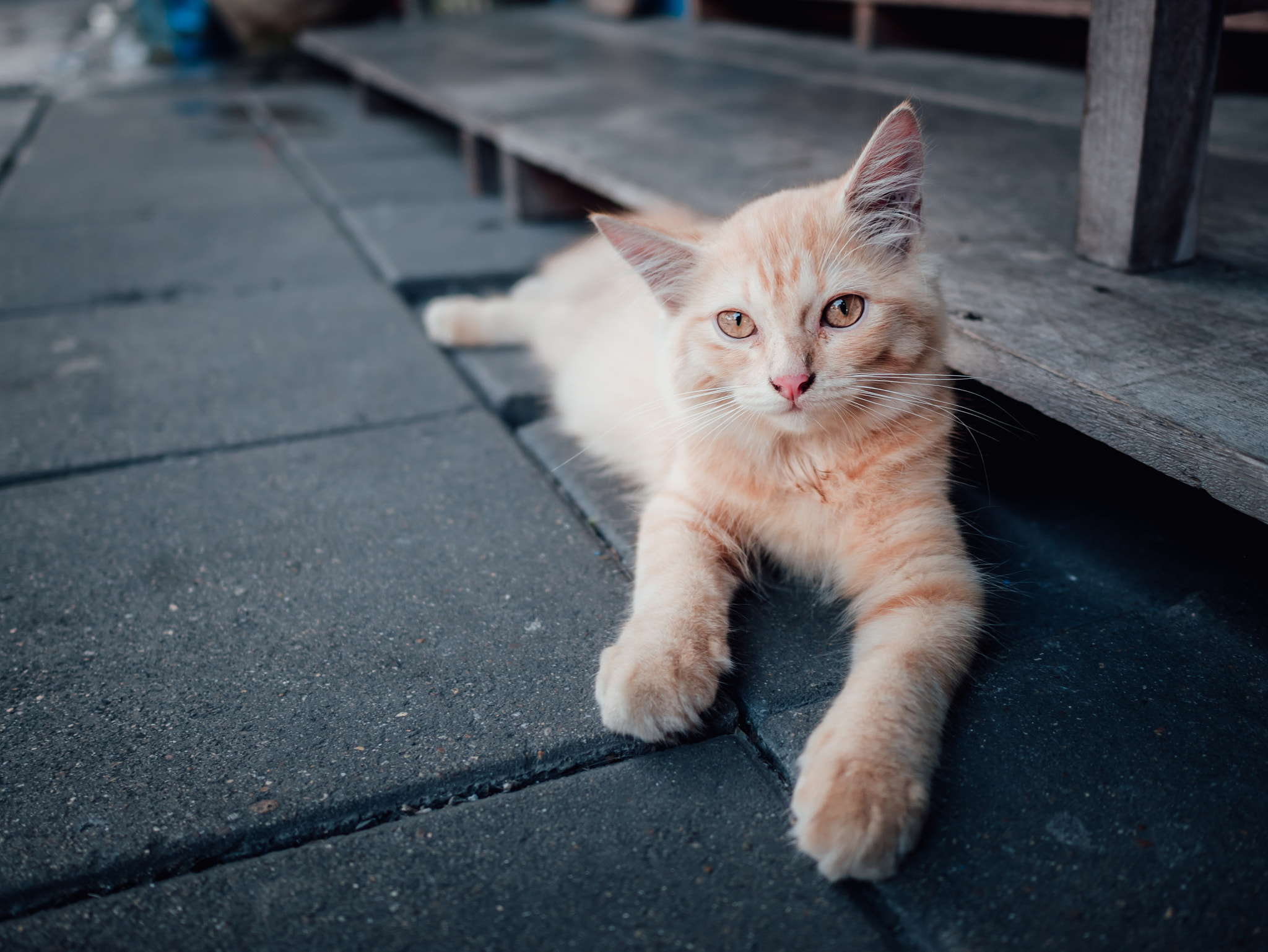 LEICA DG SUMMILUX 15/F1.7 sample photo. Meaw meaw meaw photography