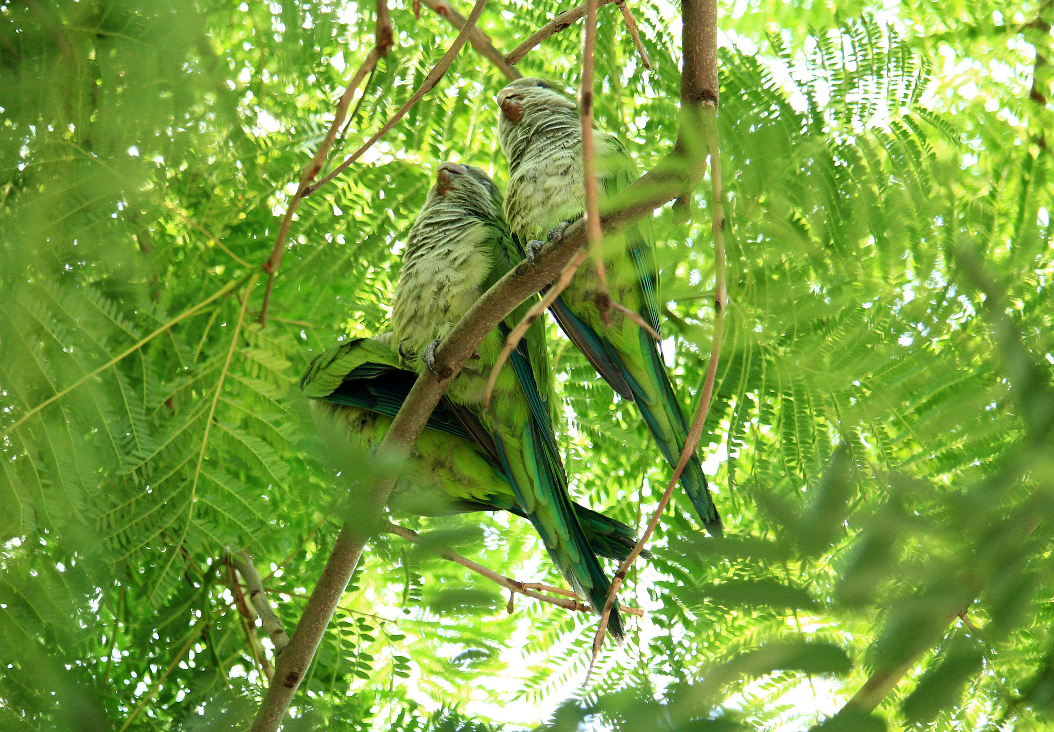 Canon EF-S 55-250mm F4-5.6 IS STM sample photo. Lovebirds photography
