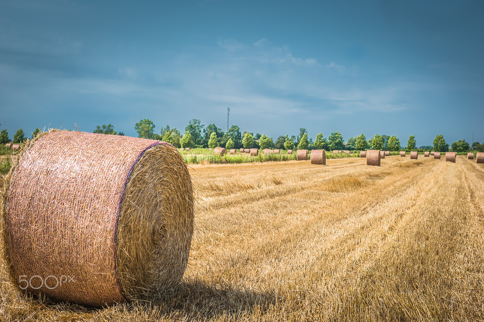 Nikon D700 + AF Zoom-Nikkor 35-70mm f/2.8D sample photo. Field photography