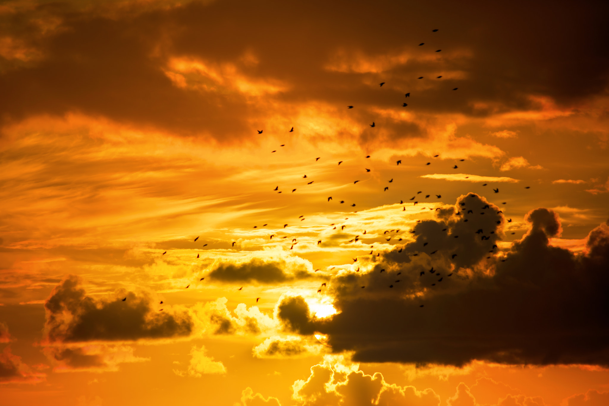 Nikon D610 + Sigma 70-300mm F4-5.6 APO DG Macro sample photo. Flocks of starlings flying into an orange sunset sky photography