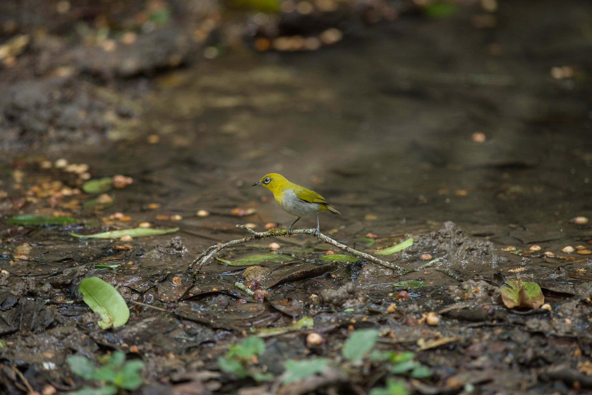 Nikon D610 sample photo. Oriental white-eye photography