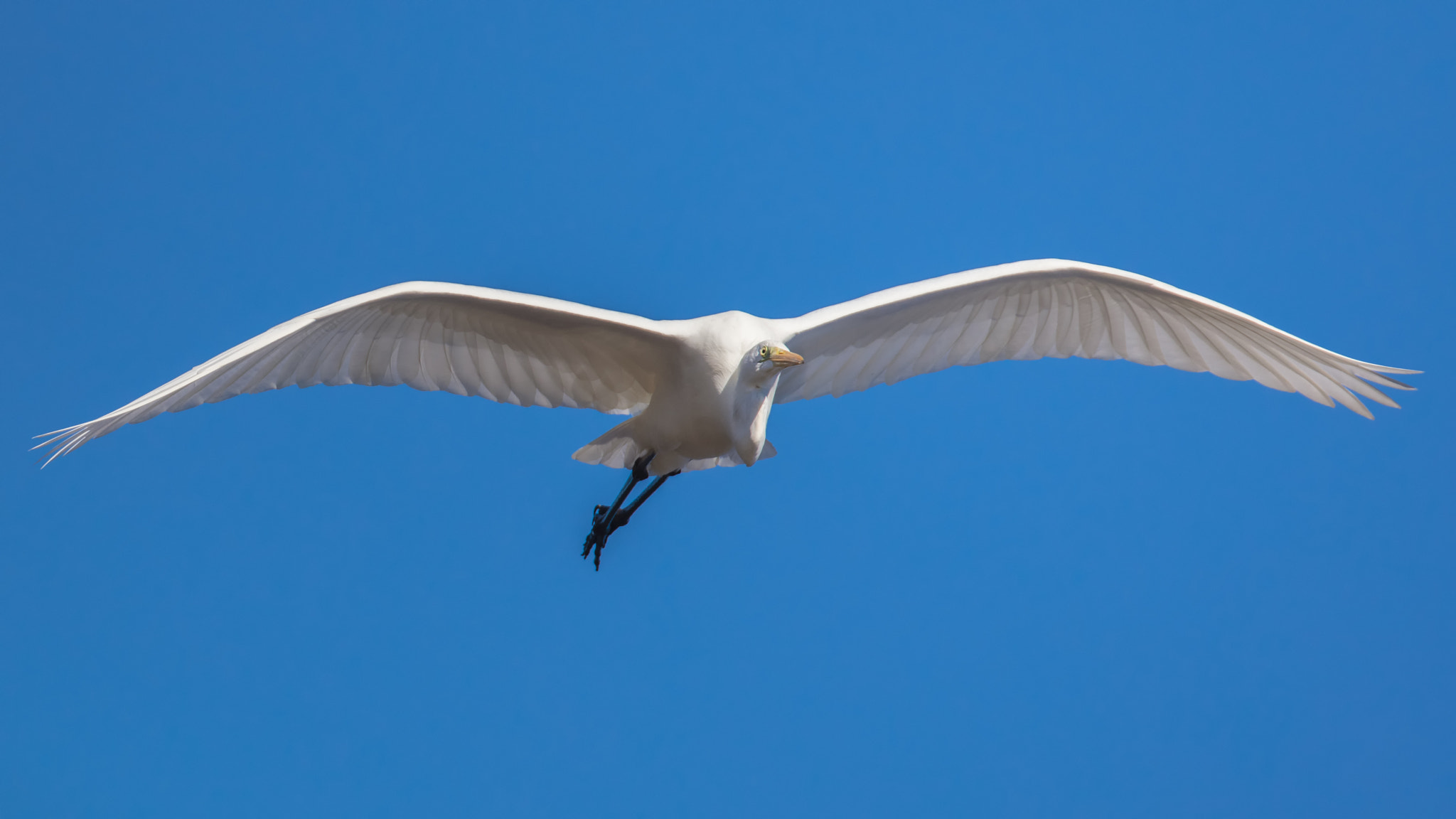 Canon EF 500mm F4L IS USM sample photo. Flying over me photography