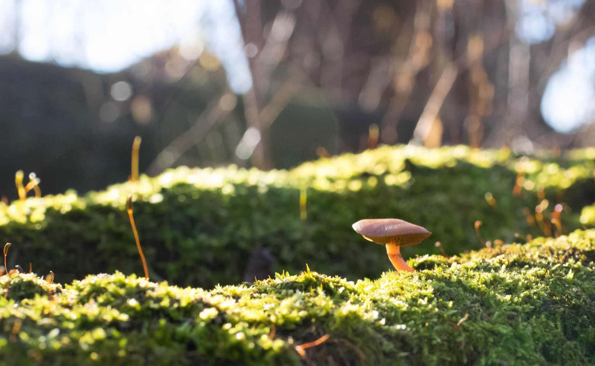 Olympus OM-D E-M1 sample photo. Little mushroom.jpg photography