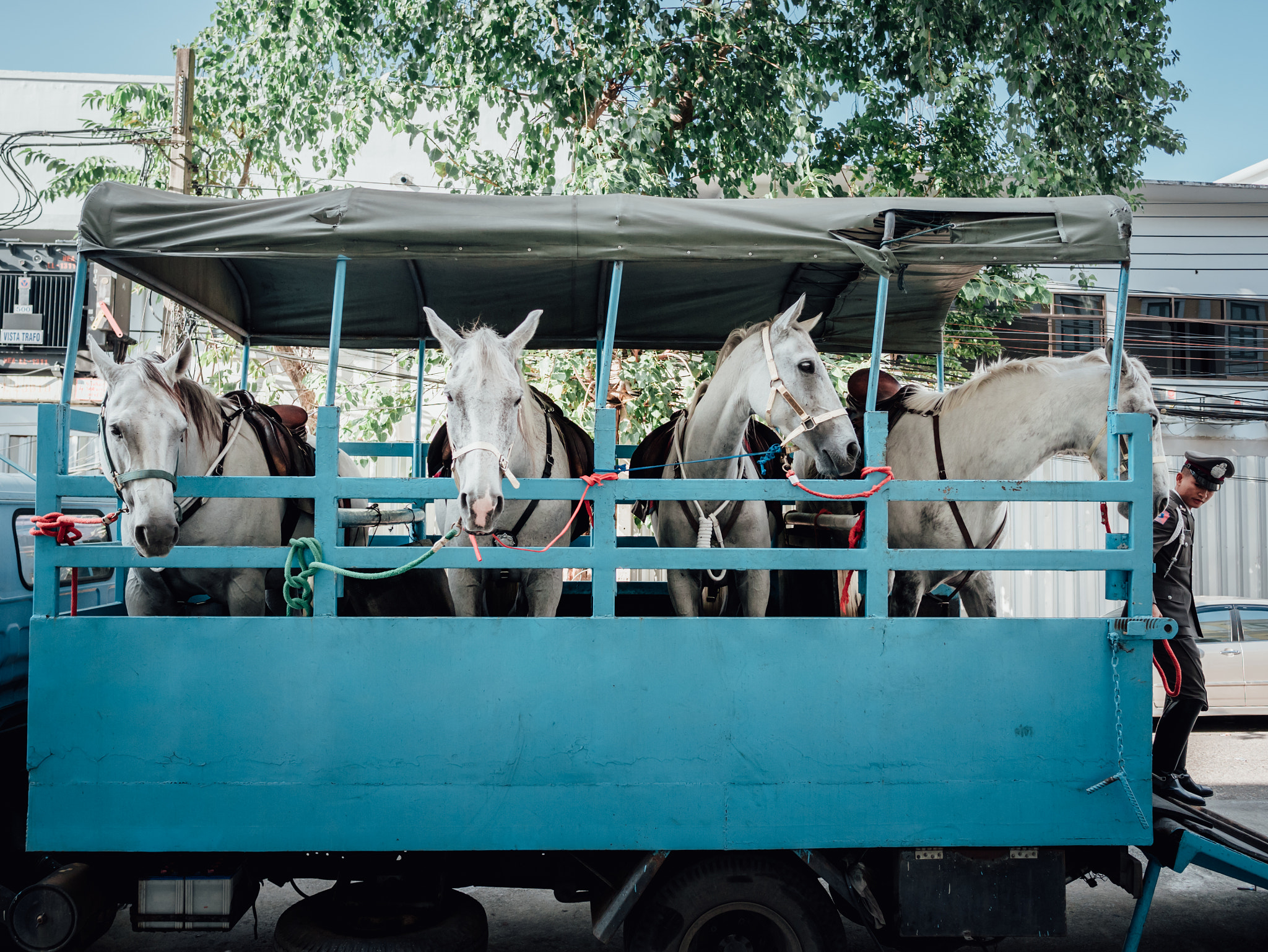 Panasonic Lumix DMC-GX85 (Lumix DMC-GX80 / Lumix DMC-GX7 Mark II) sample photo. Strong horses photography