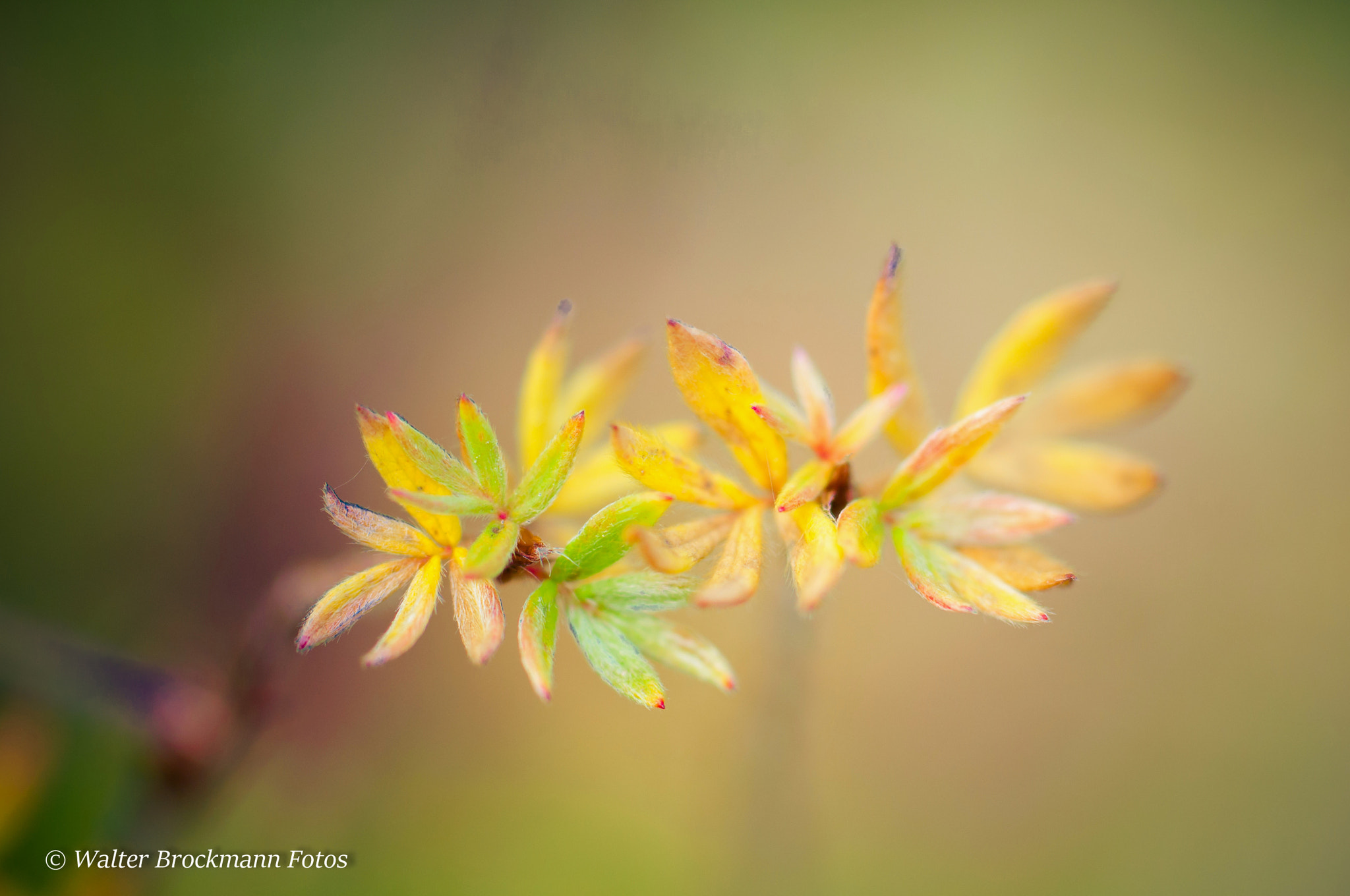 Nikon D5000 sample photo. Tamron 60mm 2.0 macro photography