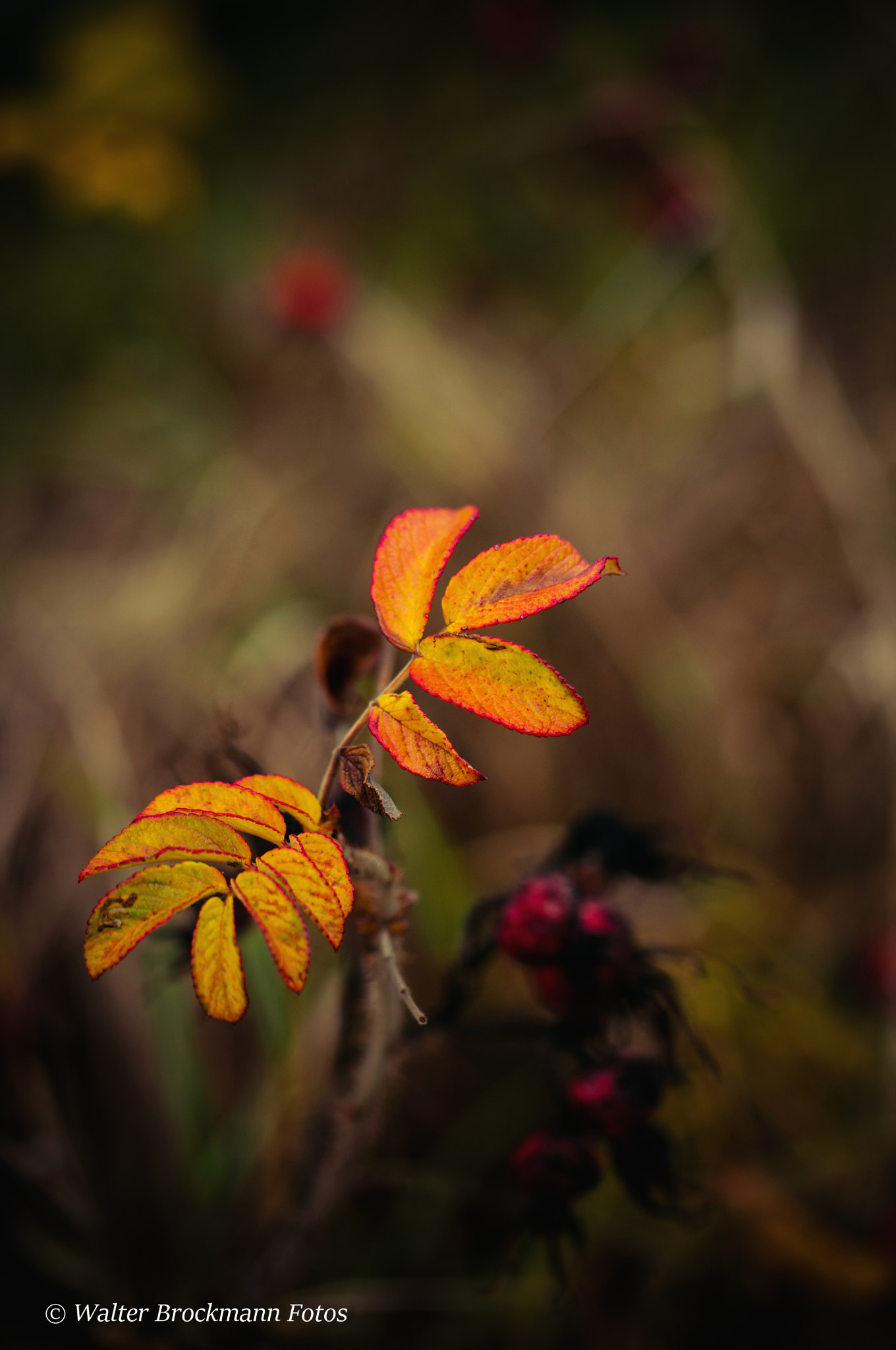 Nikon D5000 sample photo. Sigma 90mm 2.8 macro photography
