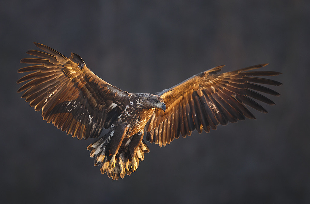 Canon EF 400mm F2.8L IS II USM sample photo. First light photography