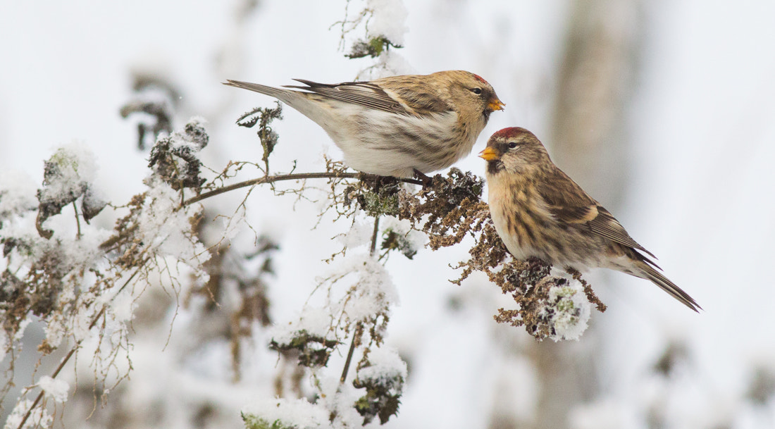 Canon EOS-1D Mark IV sample photo. Redpolls photography