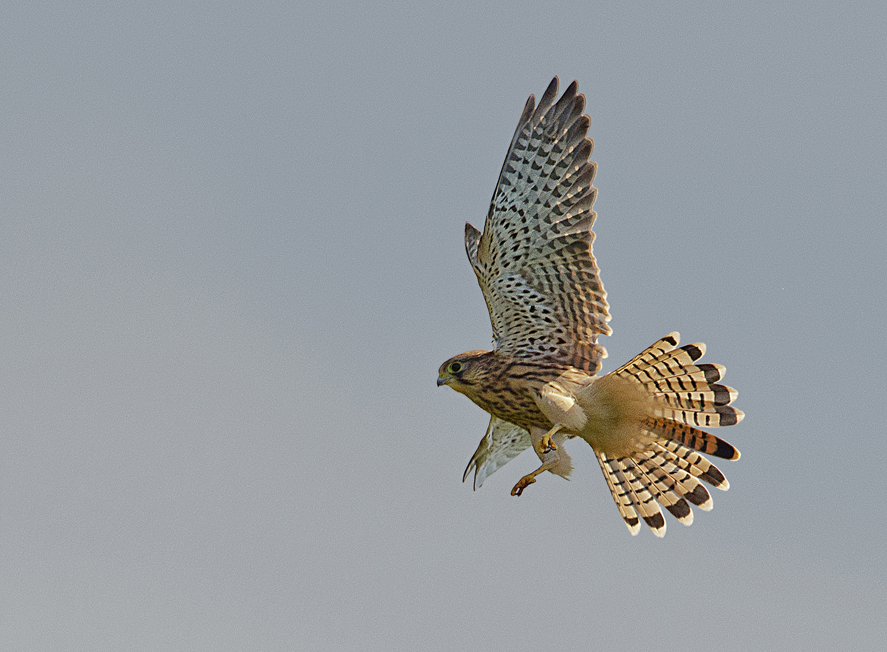 Nikon AF-S Nikkor 600mm F4D ED-IF II sample photo. Kestrel photography