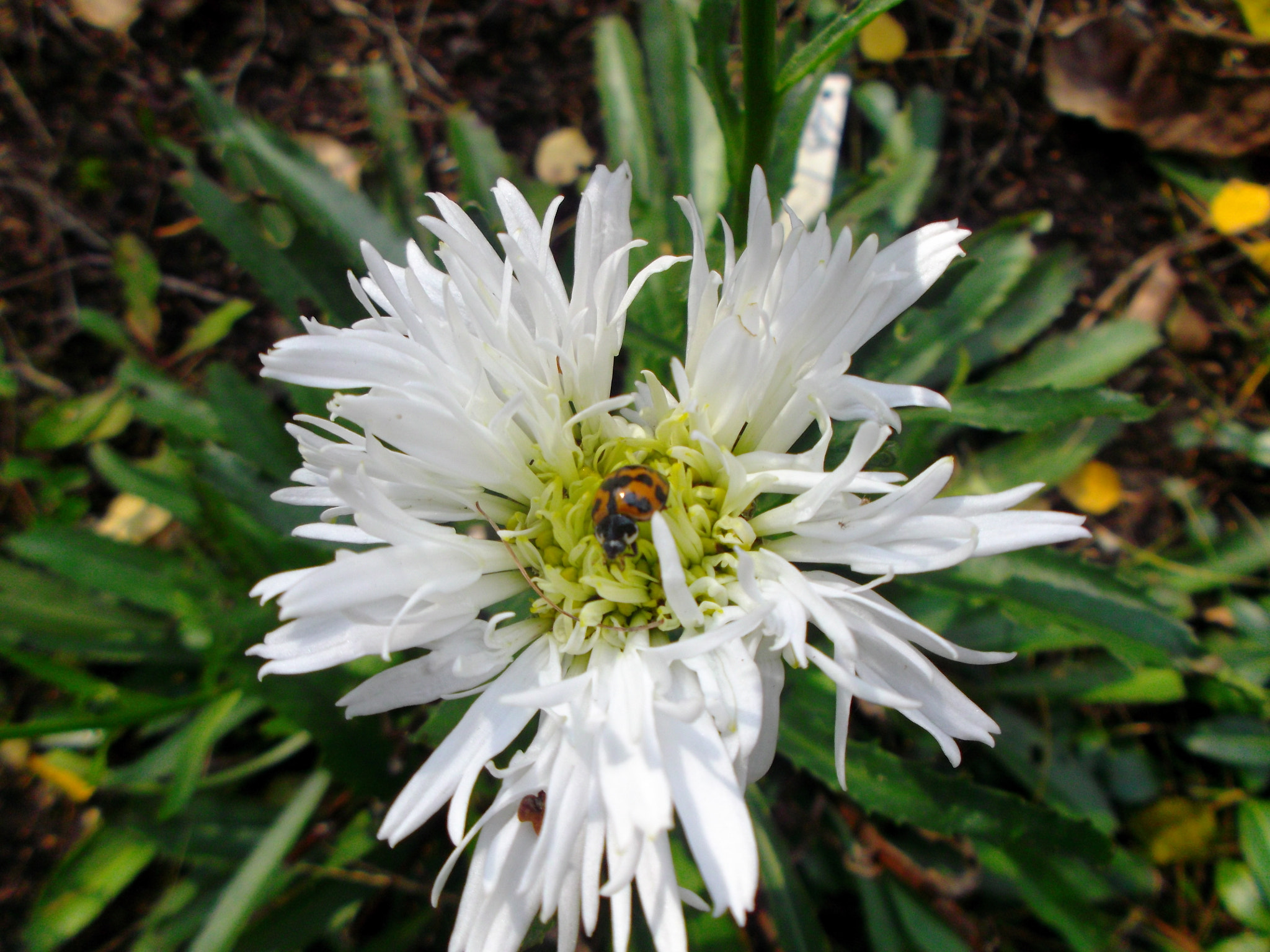 Fujifilm FinePix JX600 sample photo. White flower photography