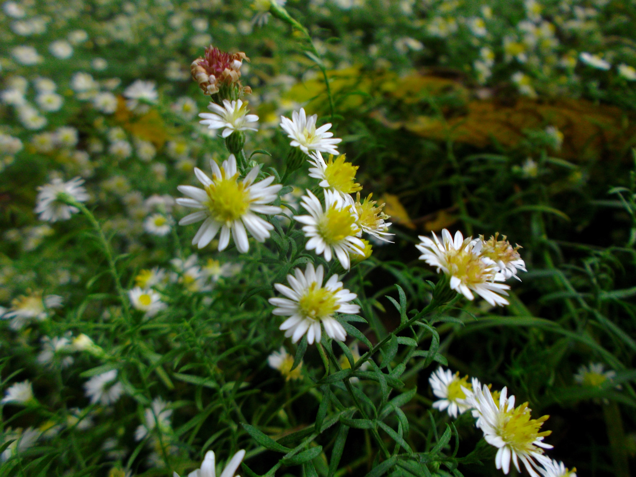 Fujifilm FinePix JX600 sample photo. Flower photography