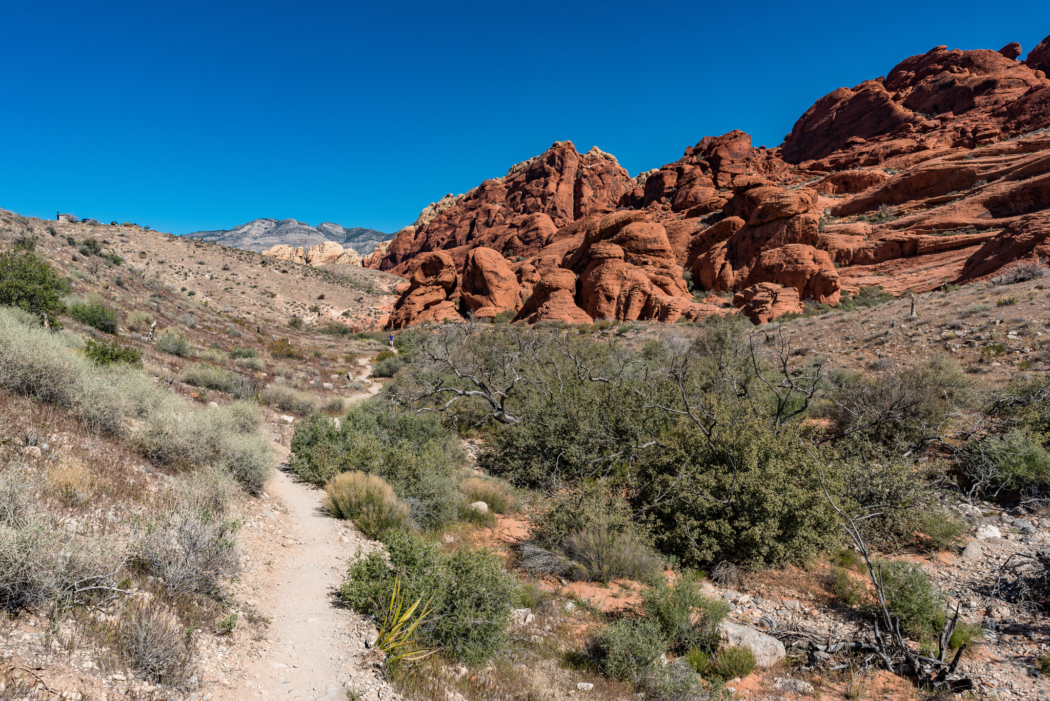 Nikon AF-S Nikkor 24mm F1.8G ED sample photo. Calico trail photography