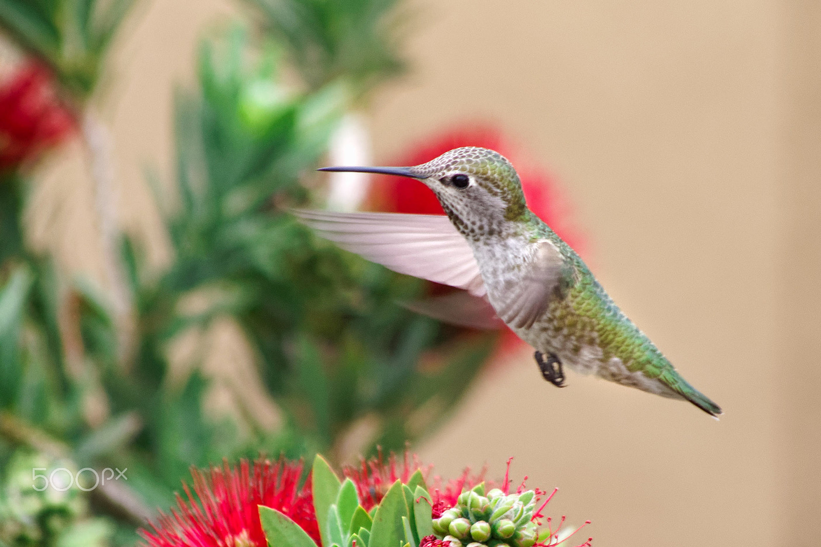 smc PENTAX-DA L 55-300mm F4-5.8 ED sample photo. Hummingbird 2 photography