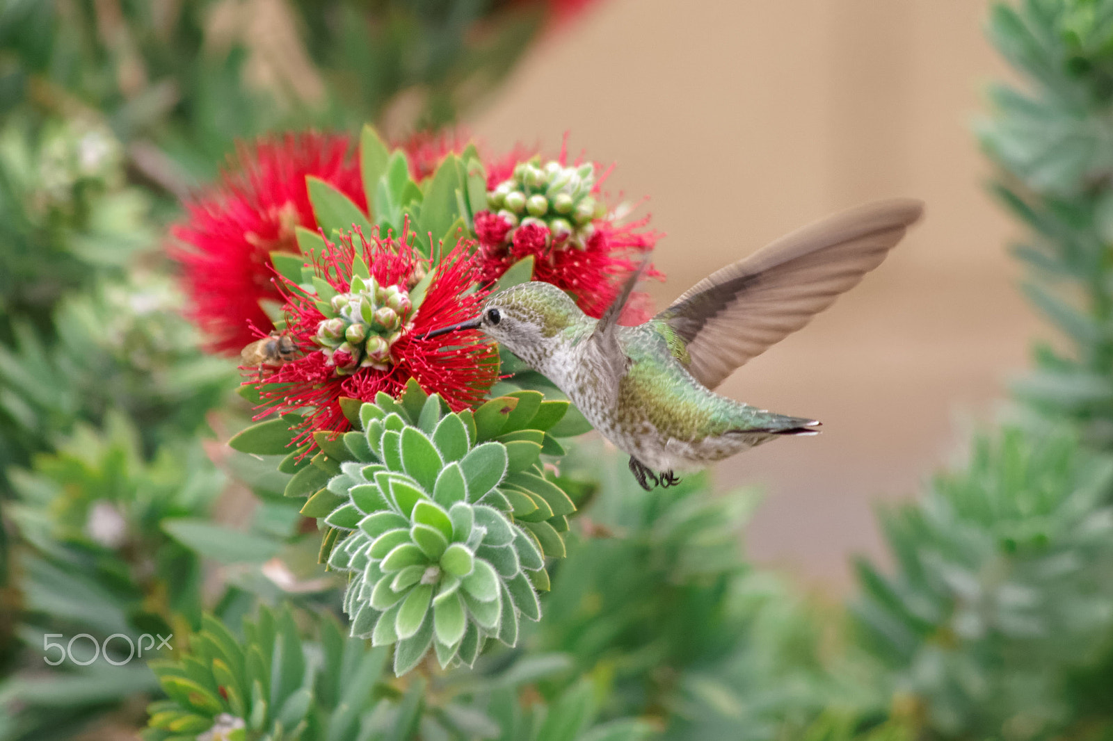 smc PENTAX-DA L 55-300mm F4-5.8 ED sample photo. Hummingbird 1 photography