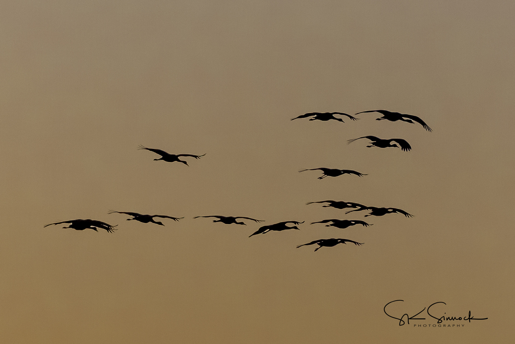 Nikon D800 sample photo. Sandhill crane silhouette photography