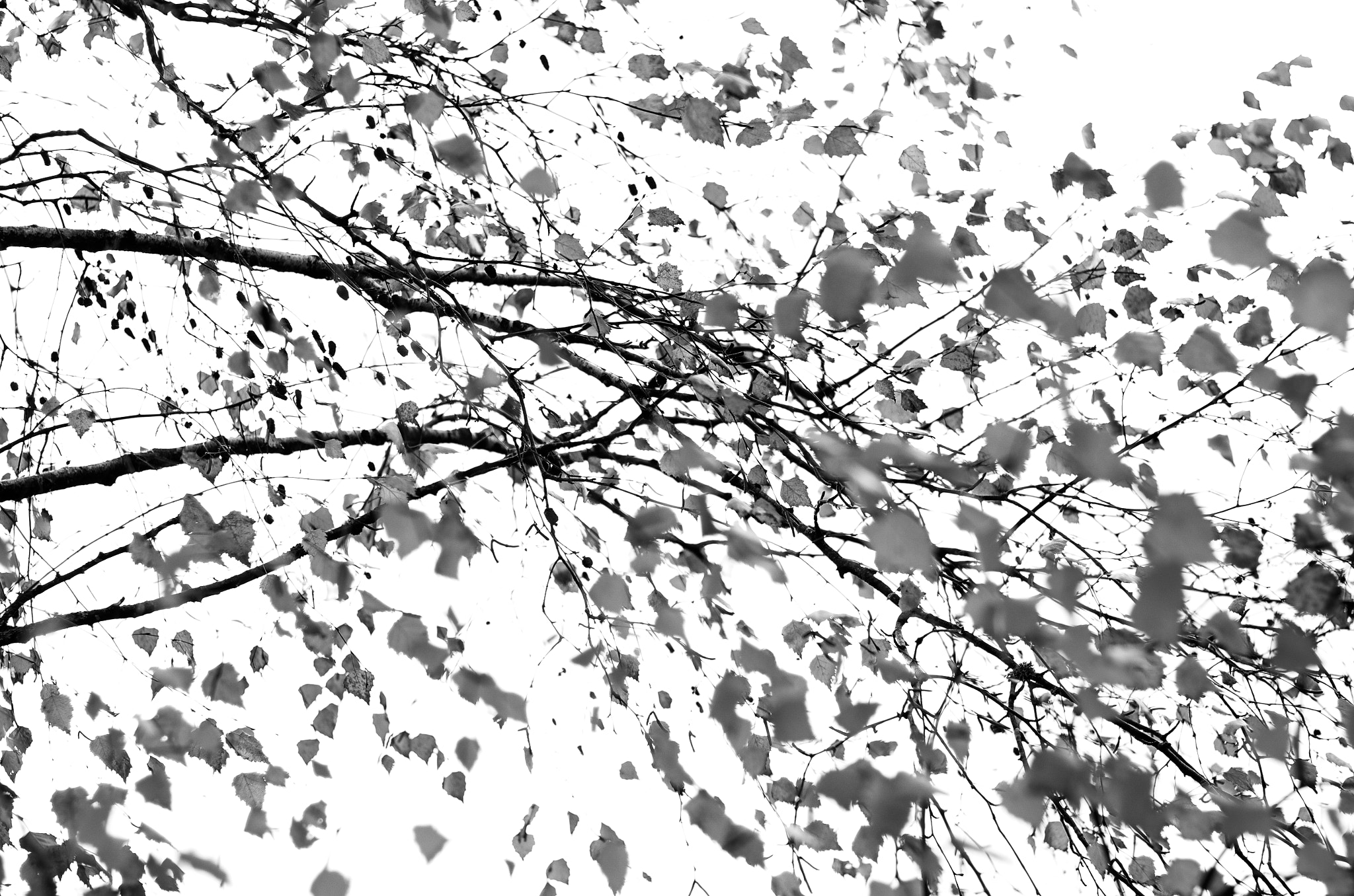 Pentax smc FA 50mm F1.4 sample photo. Leaf photography