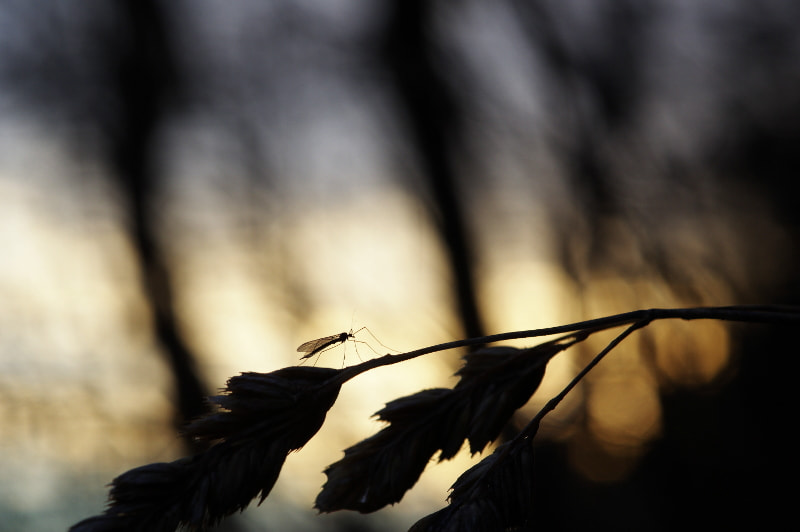 Pentax K-3 II + Sigma sample photo. Sleeping gnat photography