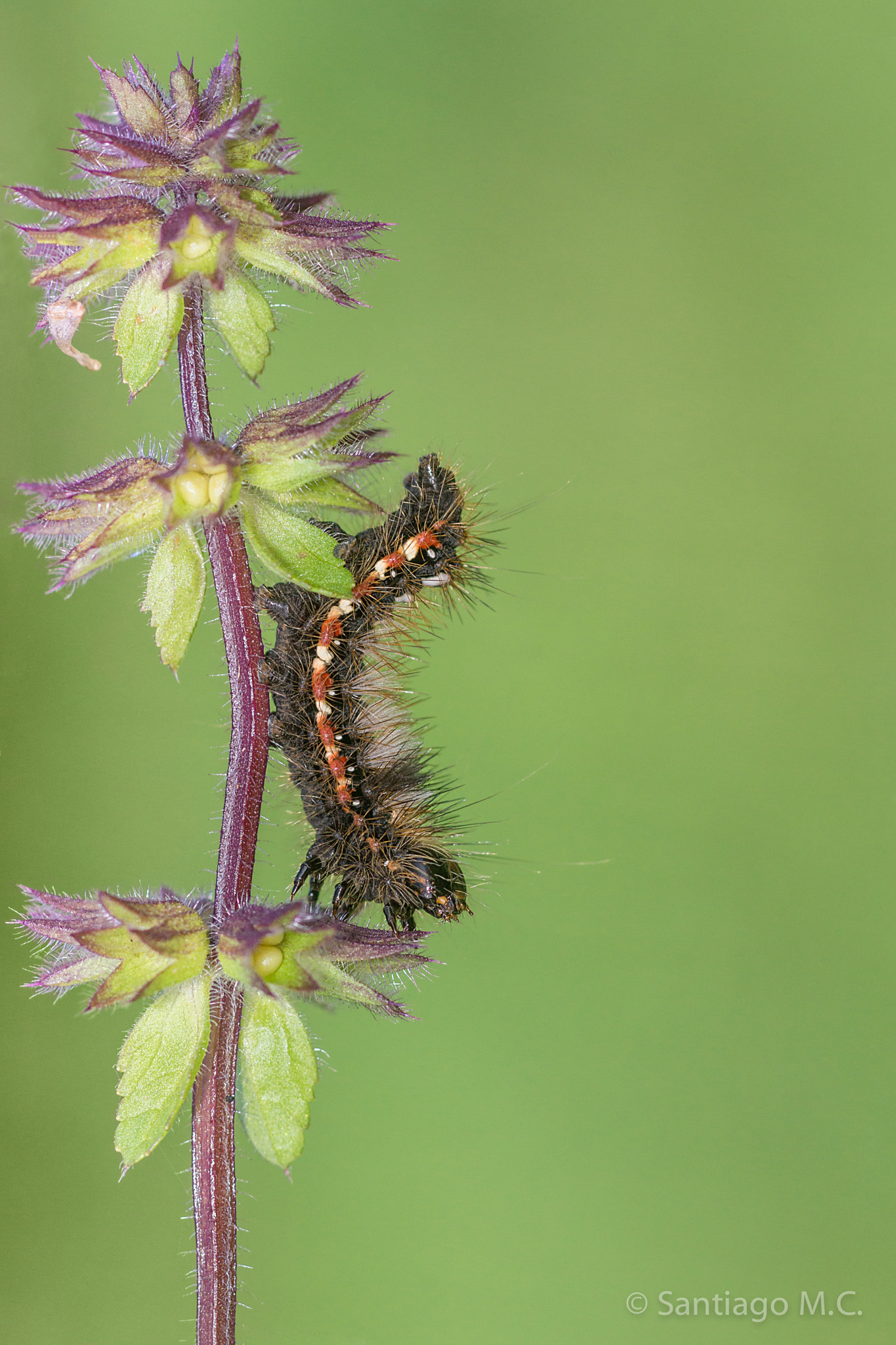 Sony SLT-A77 + Sony 100mm F2.8 Macro sample photo. Acronicta rumicis photography