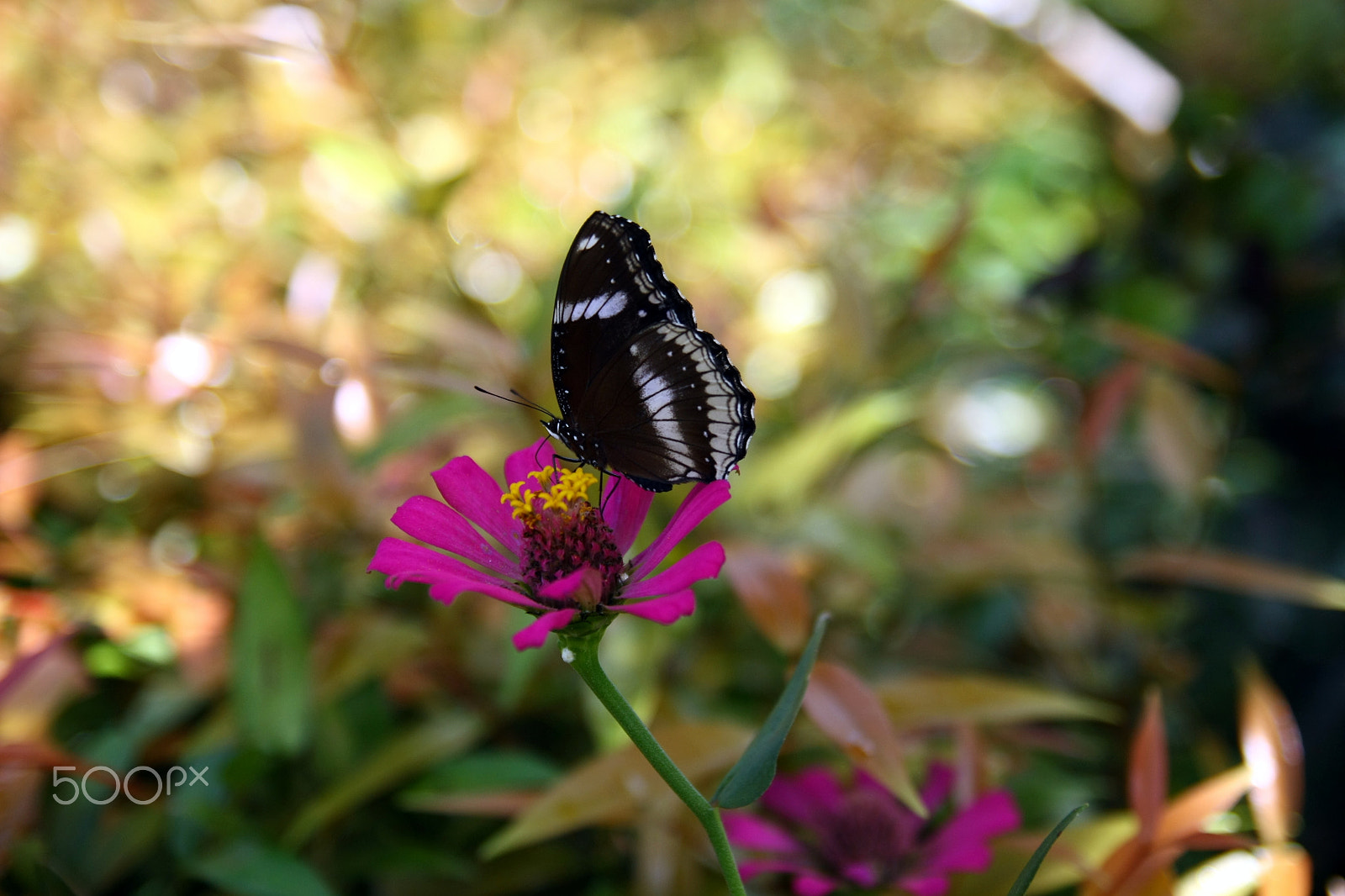 Tamron SP AF 17-50mm F2.8 XR Di II LD Aspherical (IF) sample photo. Butterflies are free photography