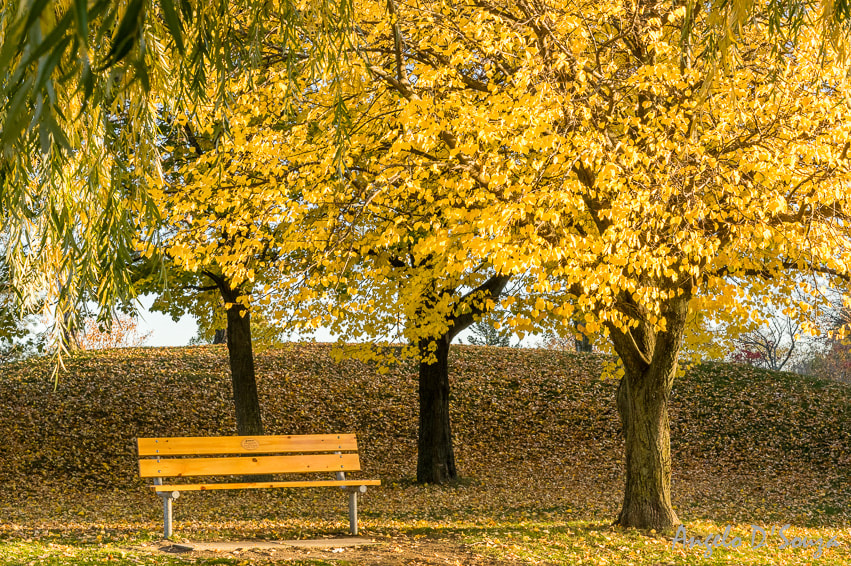 Pentax K-3 sample photo. "golden escapism" photography