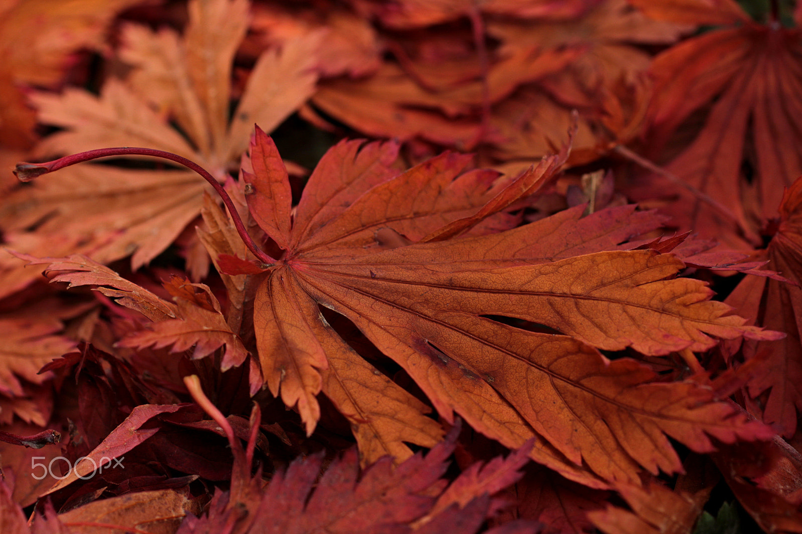 Sigma 50mm F1.4 EX DG HSM sample photo. Herbstfärbung ahorn photography
