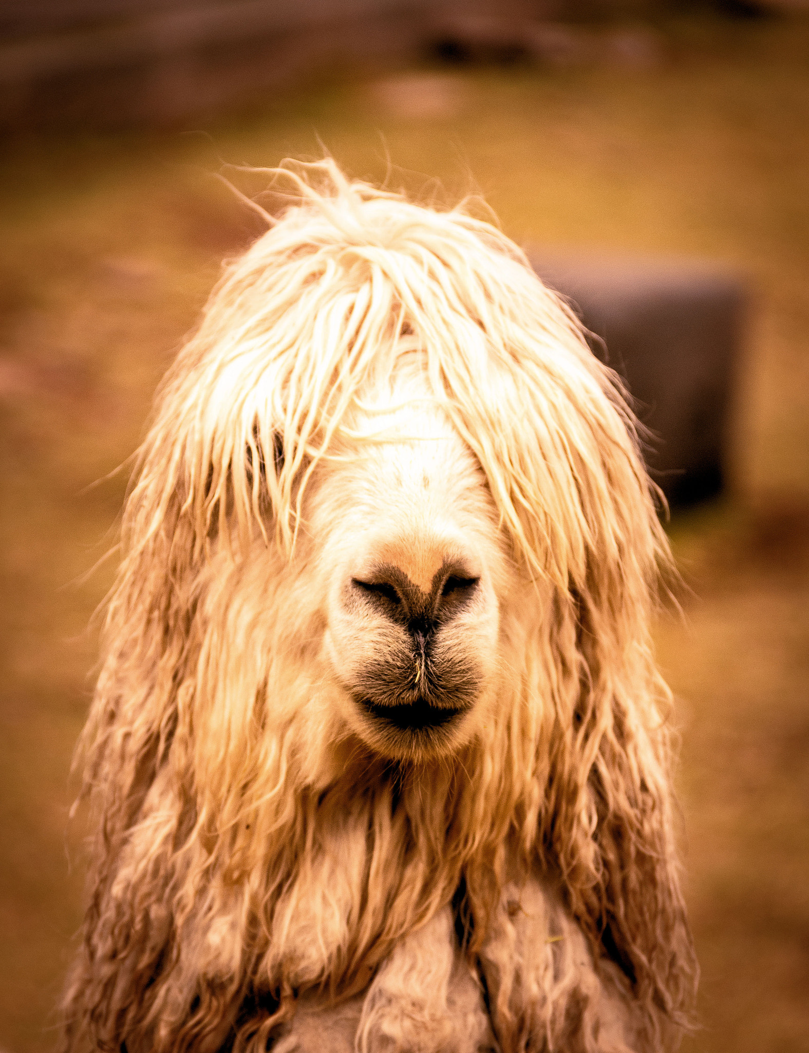 Canon EF-S 18-135mm F3.5-5.6 IS sample photo. Llama photography