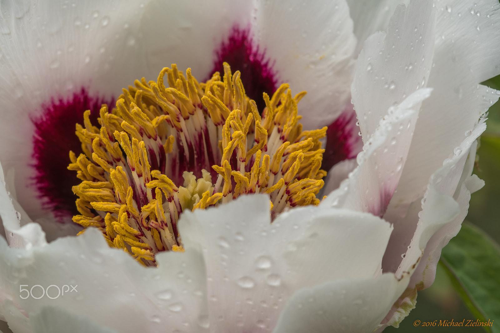 Nikon D500 sample photo. Pfingstrose (paeonia) photography