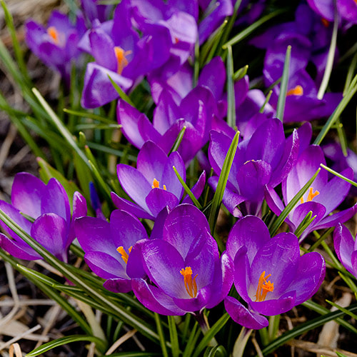 Canon EOS 5D sample photo. Flor de primavera photography