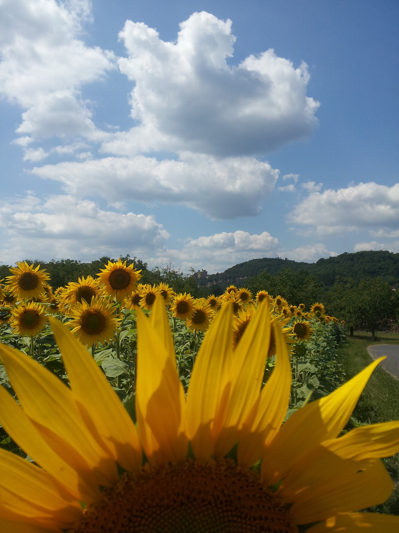 Samsung Galaxy S2 LTE sample photo. Sunflower.jpg photography