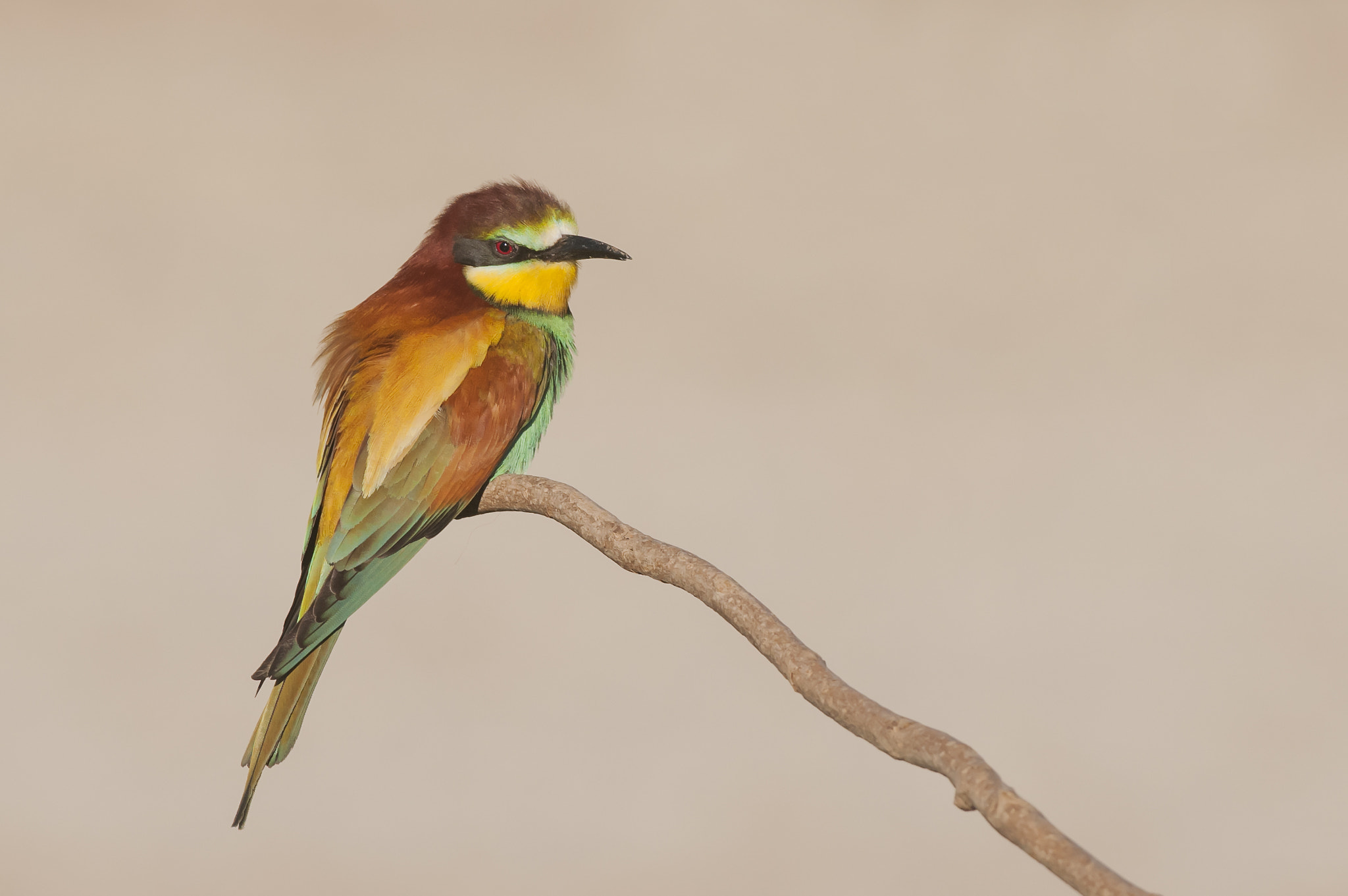 Nikon AF-S Nikkor 300mm F2.8G ED-IF VR sample photo. Merops apiaster - bijeneter photography