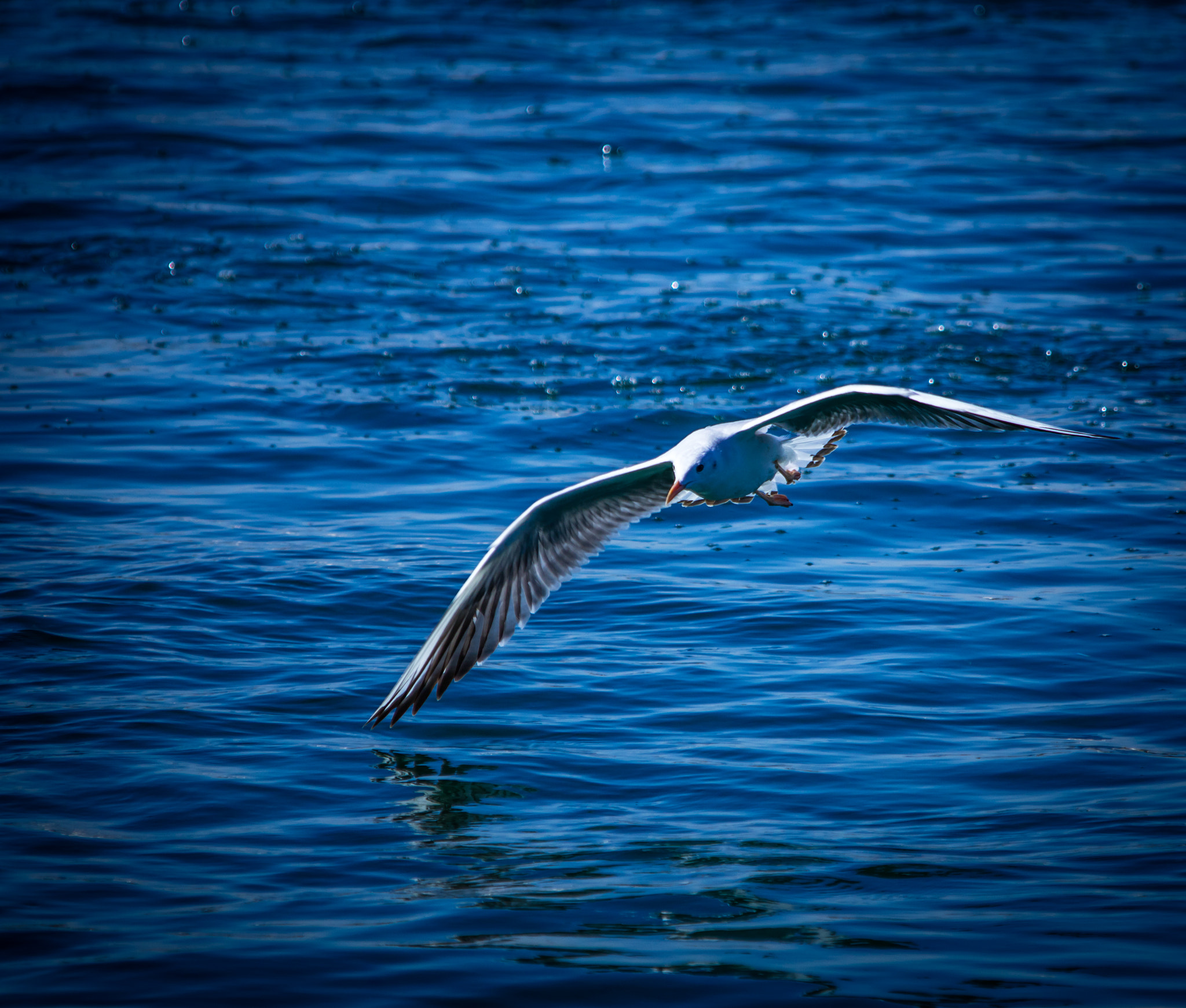 Sigma 150-500mm F5-6.3 DG OS HSM sample photo. Flying photography