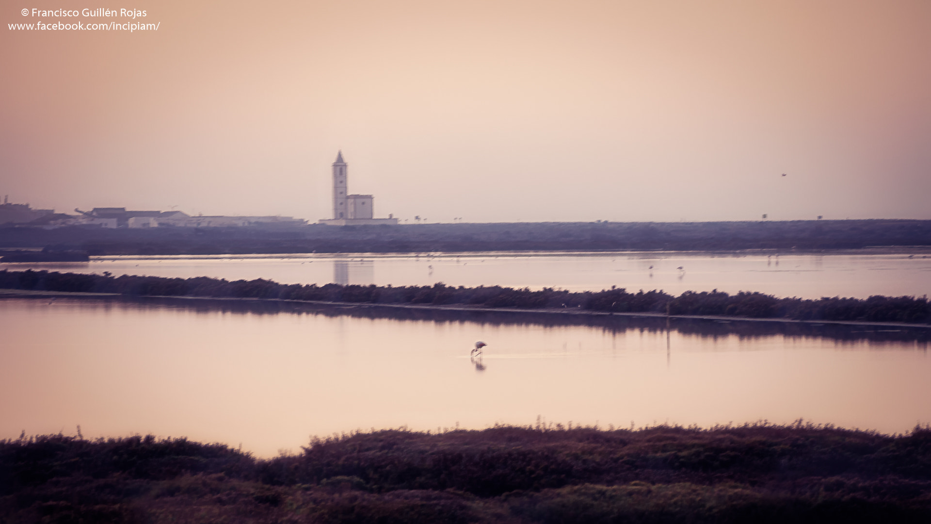 Olympus OM-D E-M5 II sample photo. Sunrise of flamingos in autumn photography