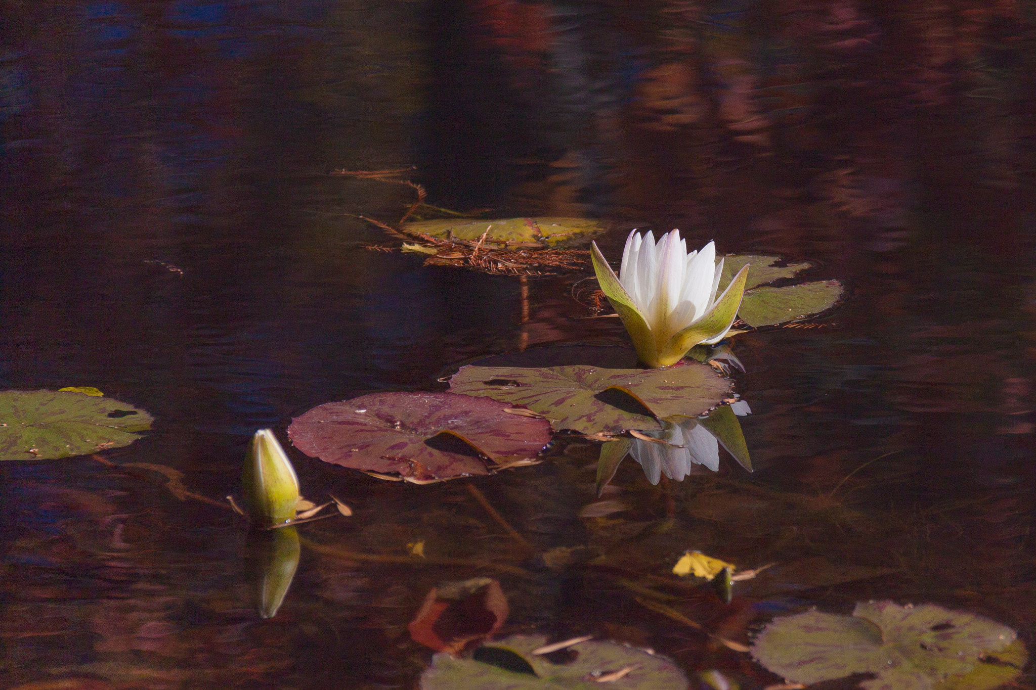 Canon EOS 500D (EOS Rebel T1i / EOS Kiss X3) sample photo. Water lillie 2 photography