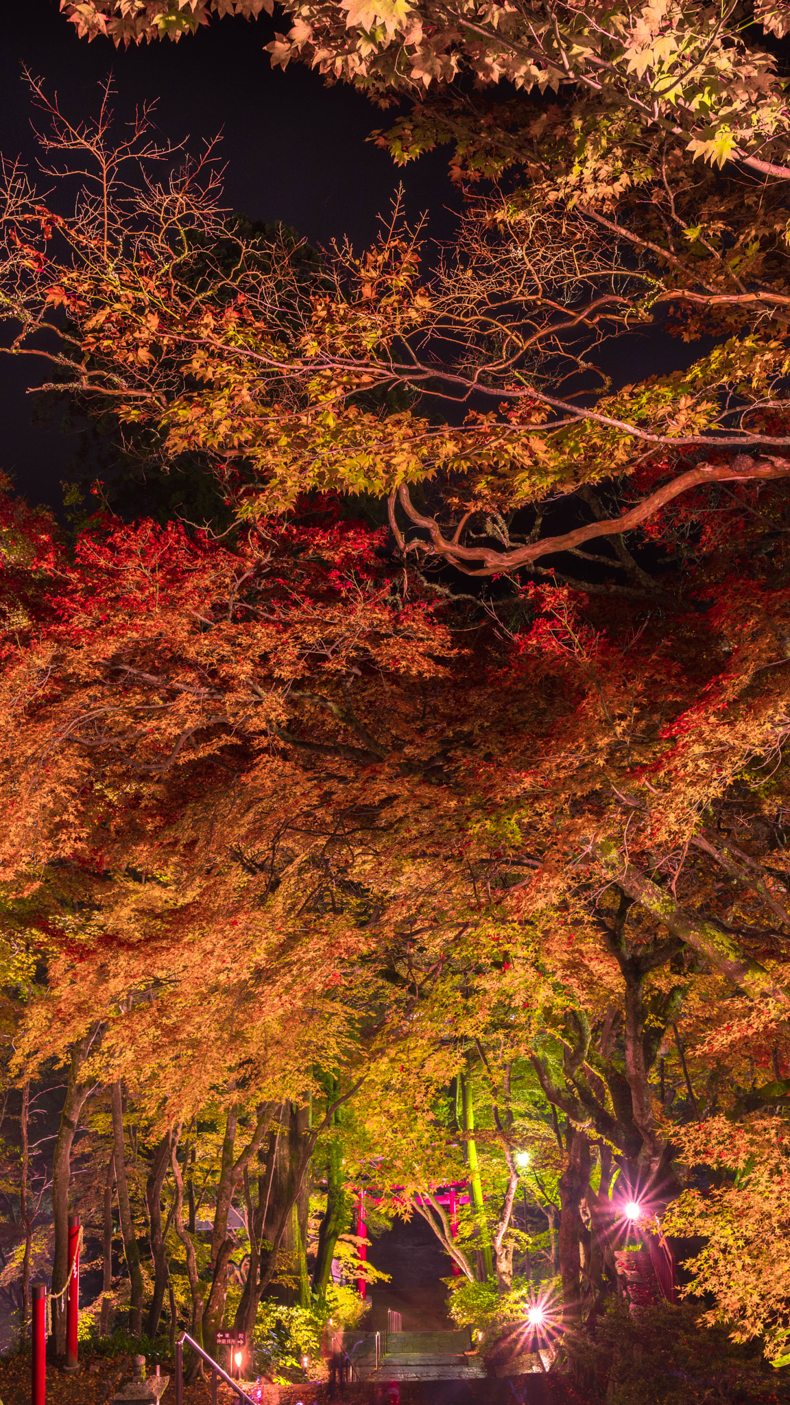 Pentax smc FA 31mm F1.8 AL Limited sample photo. Red tunnel photography