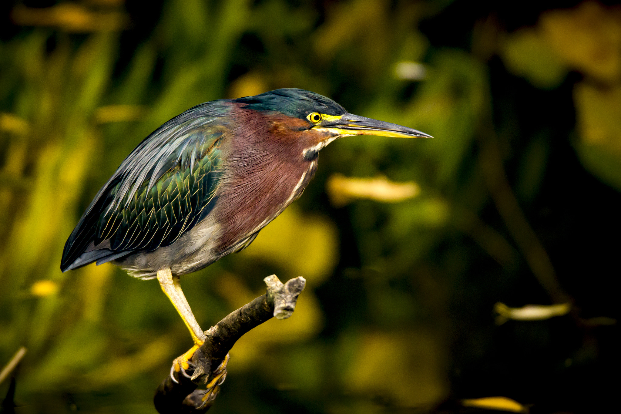 Canon EOS 550D (EOS Rebel T2i / EOS Kiss X4) + 150-600mm F5-6.3 DG OS HSM | Sports 014 sample photo. Green heron in fall photography