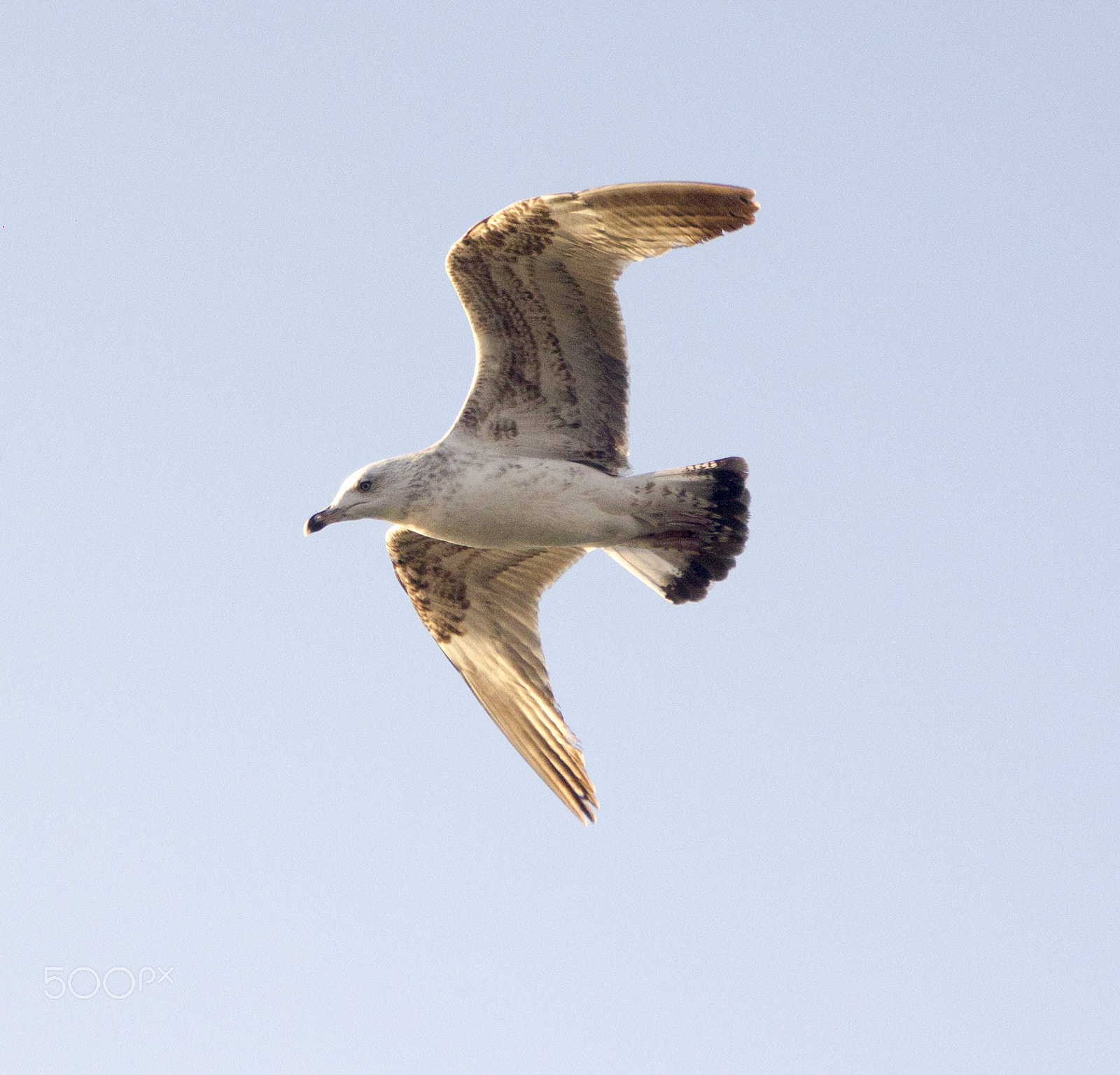 Canon EF 35-105mm f/4.5-5.6 USM sample photo. Seagull (martı) photography