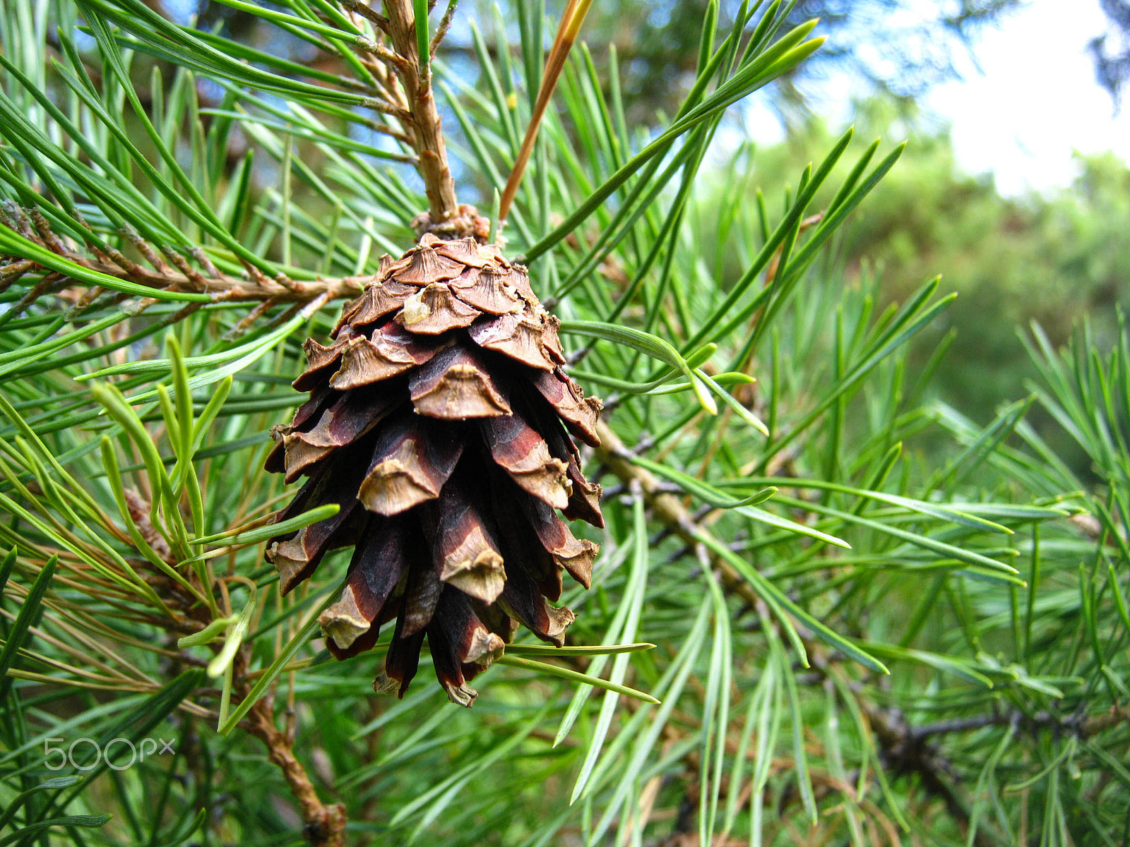Canon PowerShot A480 sample photo. Just a pinecone... photography