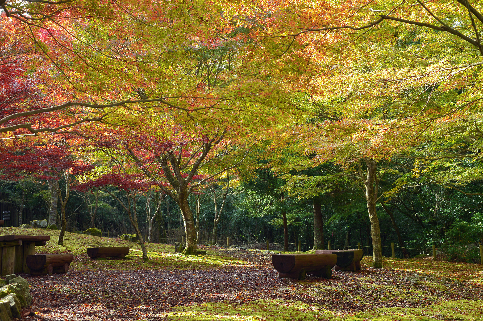 Nikon D600 sample photo. Fall scenery photography