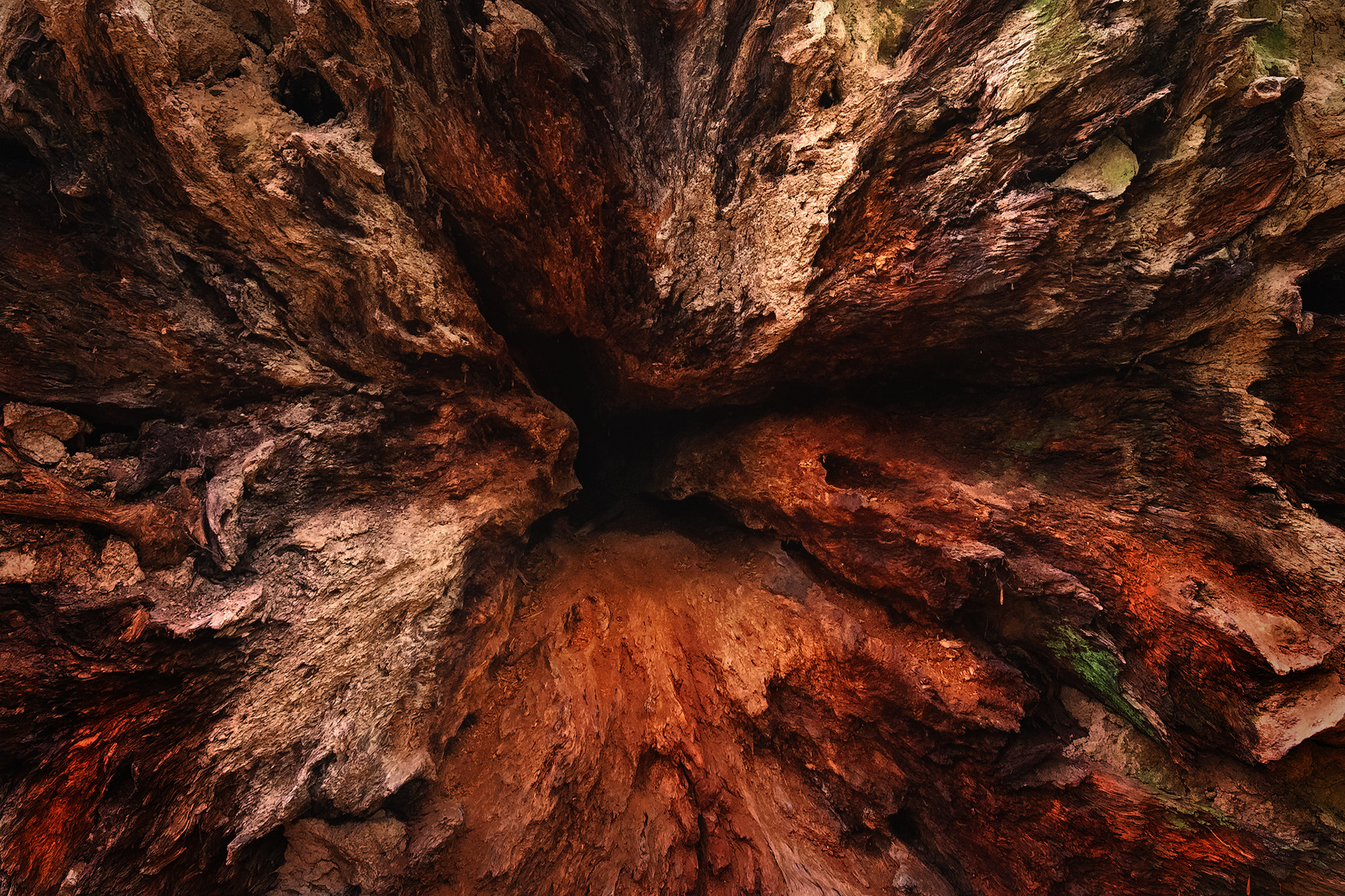 Tamron SP 15-30mm F2.8 Di VC USD sample photo. Inside the redwood photography