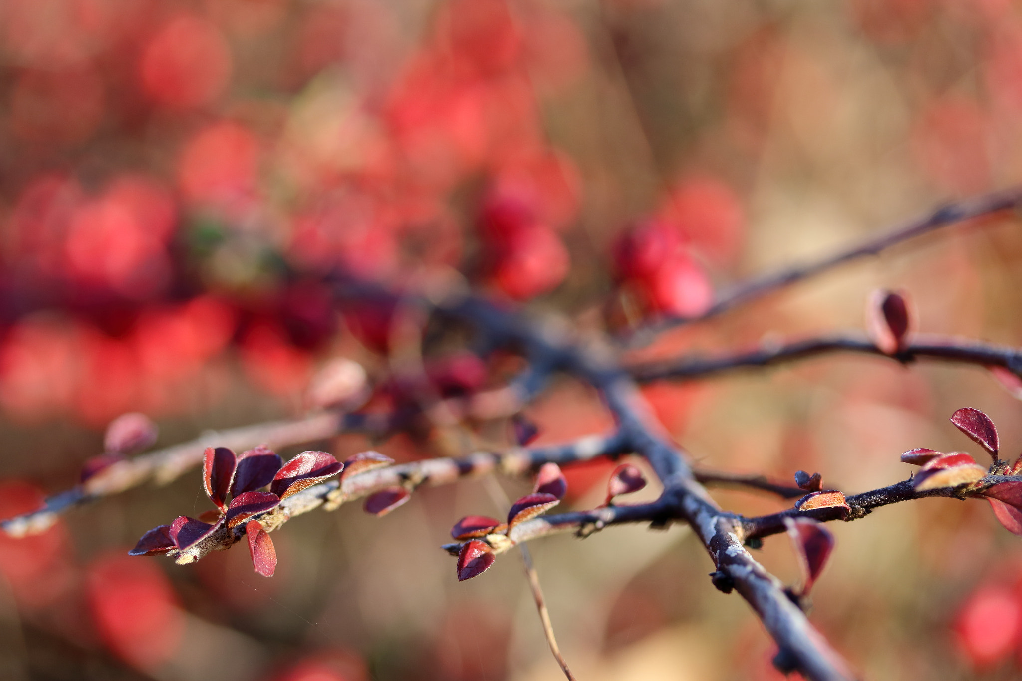 Canon EF-S 60mm F2.8 Macro USM sample photo. Строежъ / structure photography