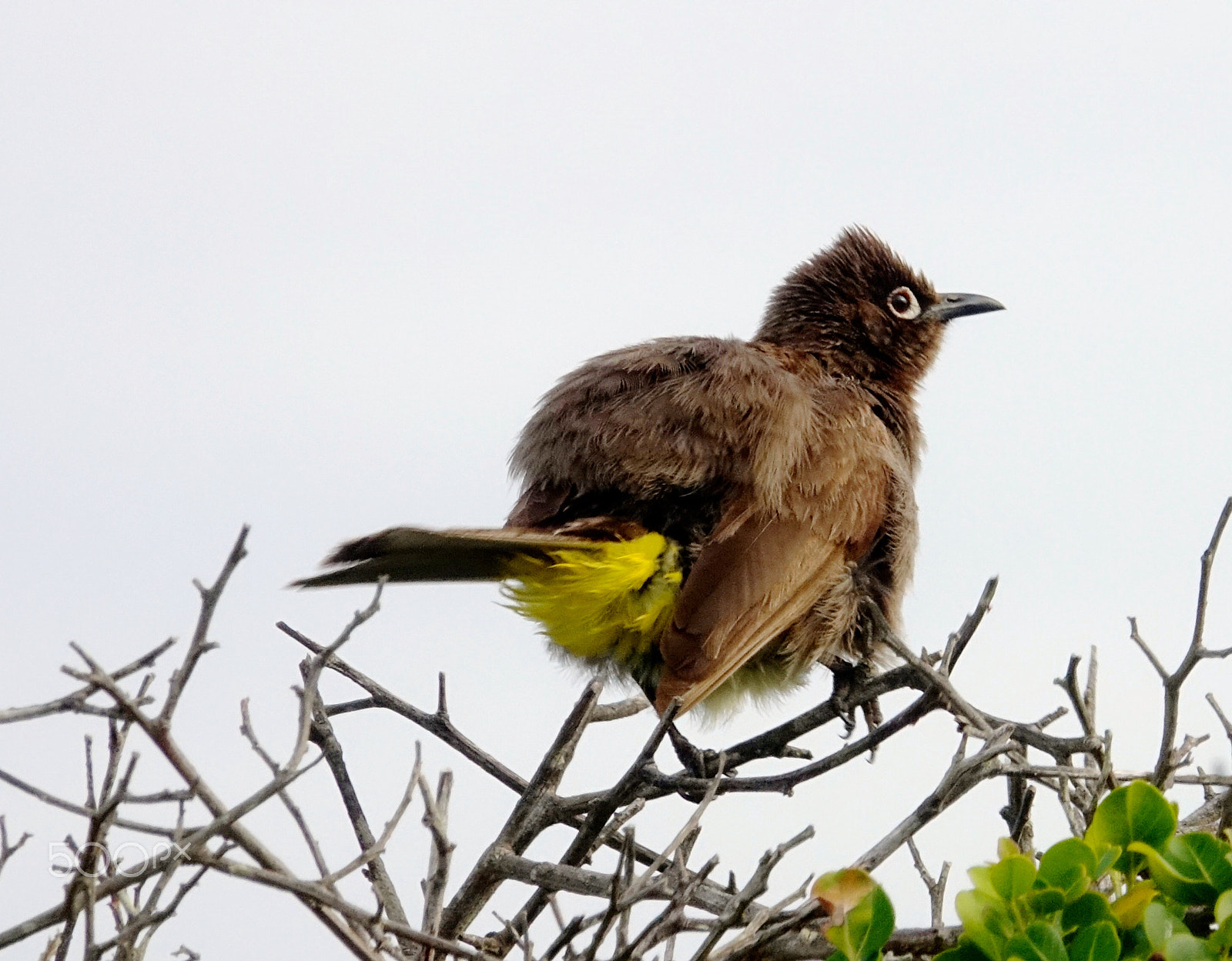 Sony 24-600mm F2.4-4.0 sample photo. Cape bulbul photography